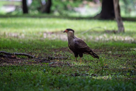 Image by Jerson Martins