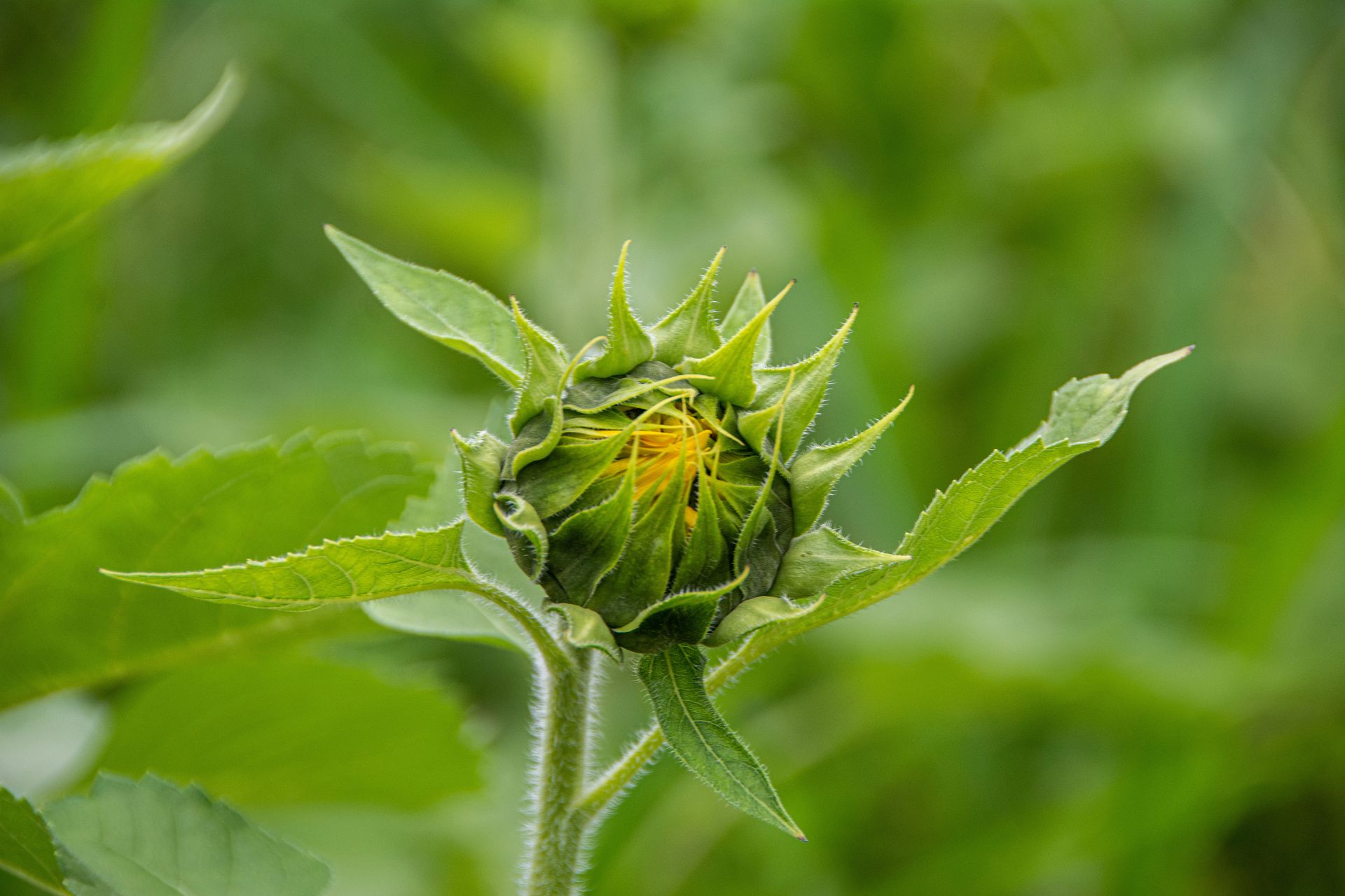 Detailed close-up of an unopened sunflower bud surrounded by vibrant green leaves in a natural outdoor setting.