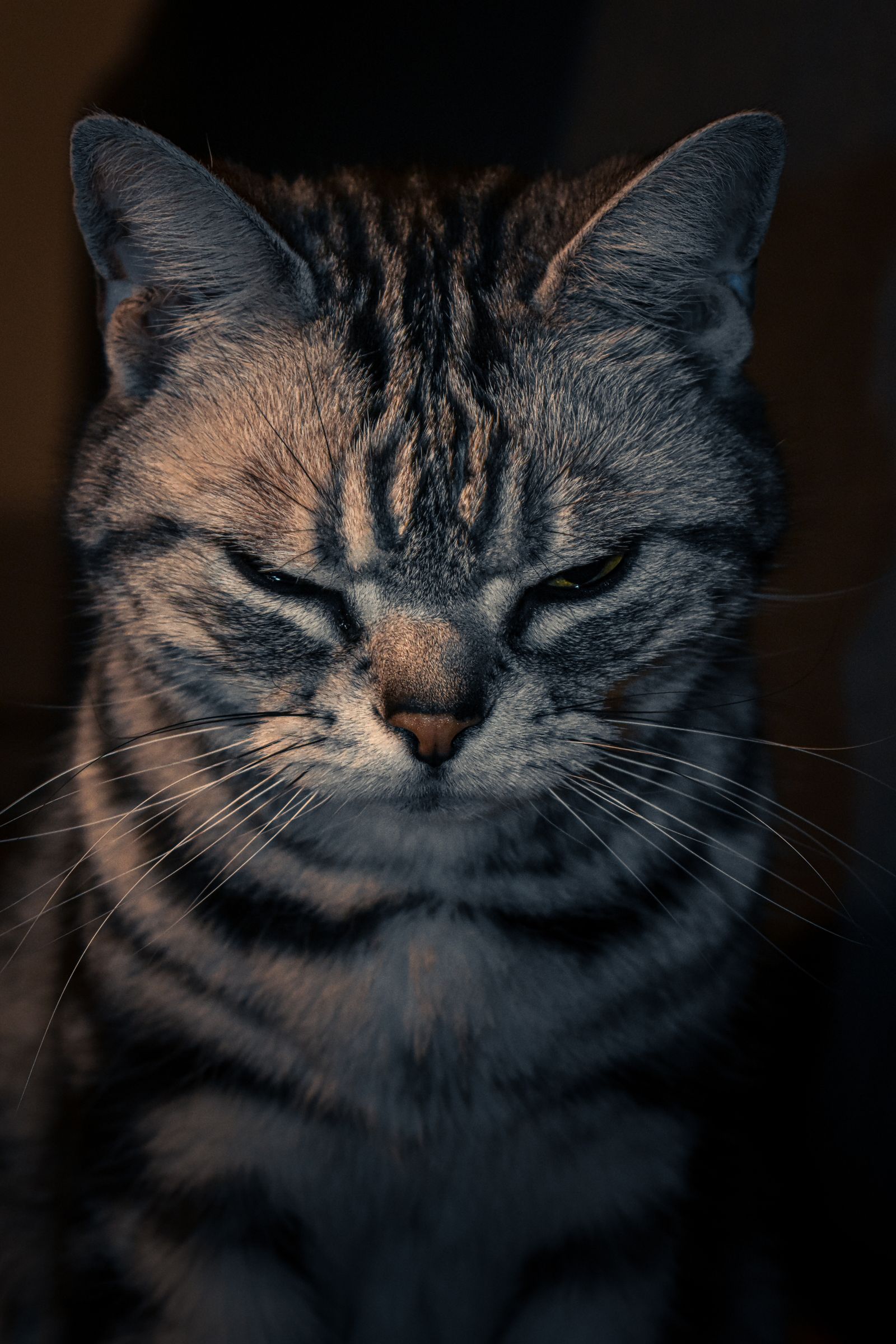 Gato sénior num retrato tranquilo