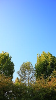 郁郁葱葱的树木伸展向充满活力的蓝天，在宁静的户外环境中