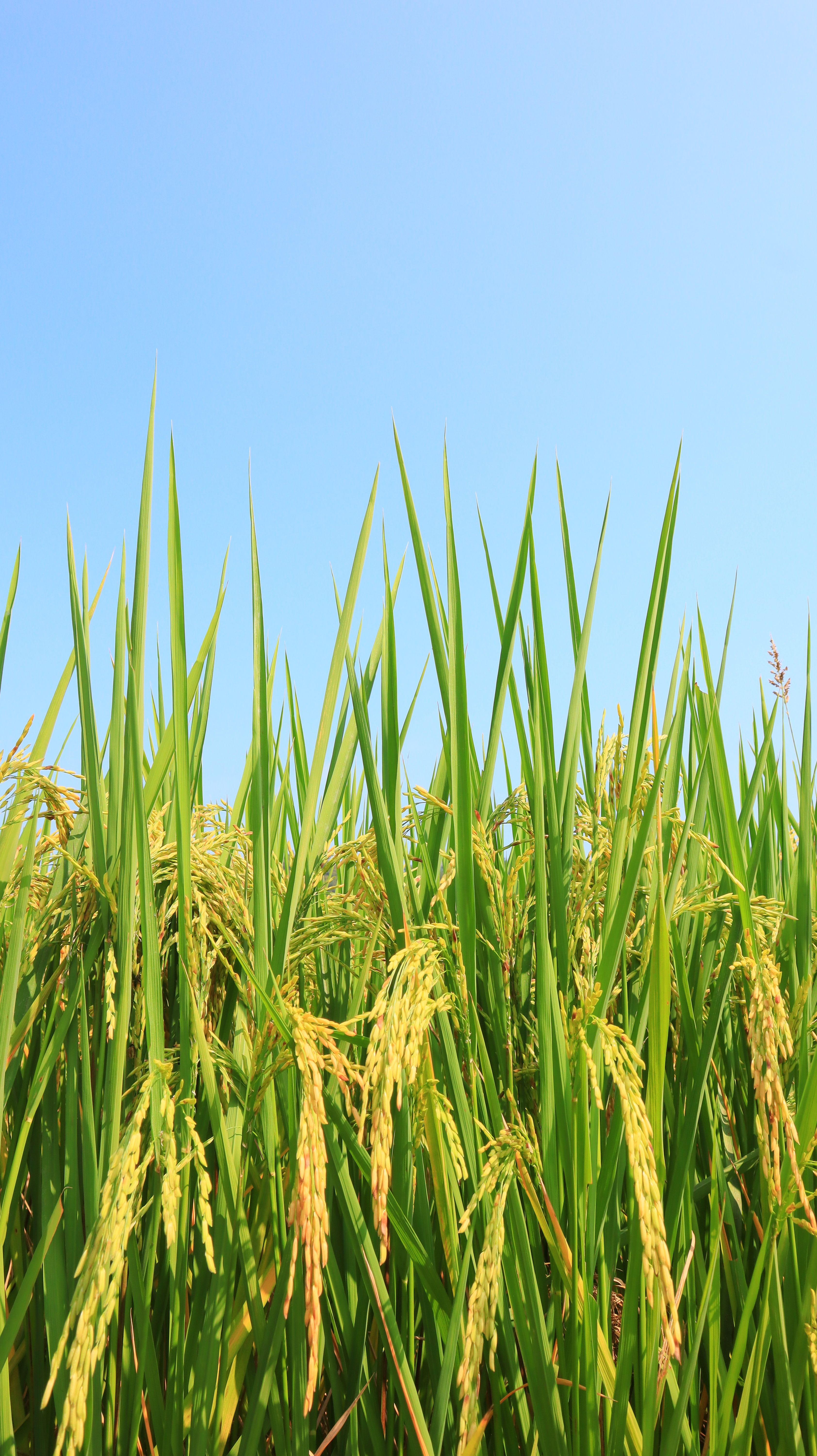 Lone Tree in Lush Green Field under Clear Sky · Free Stock Photo