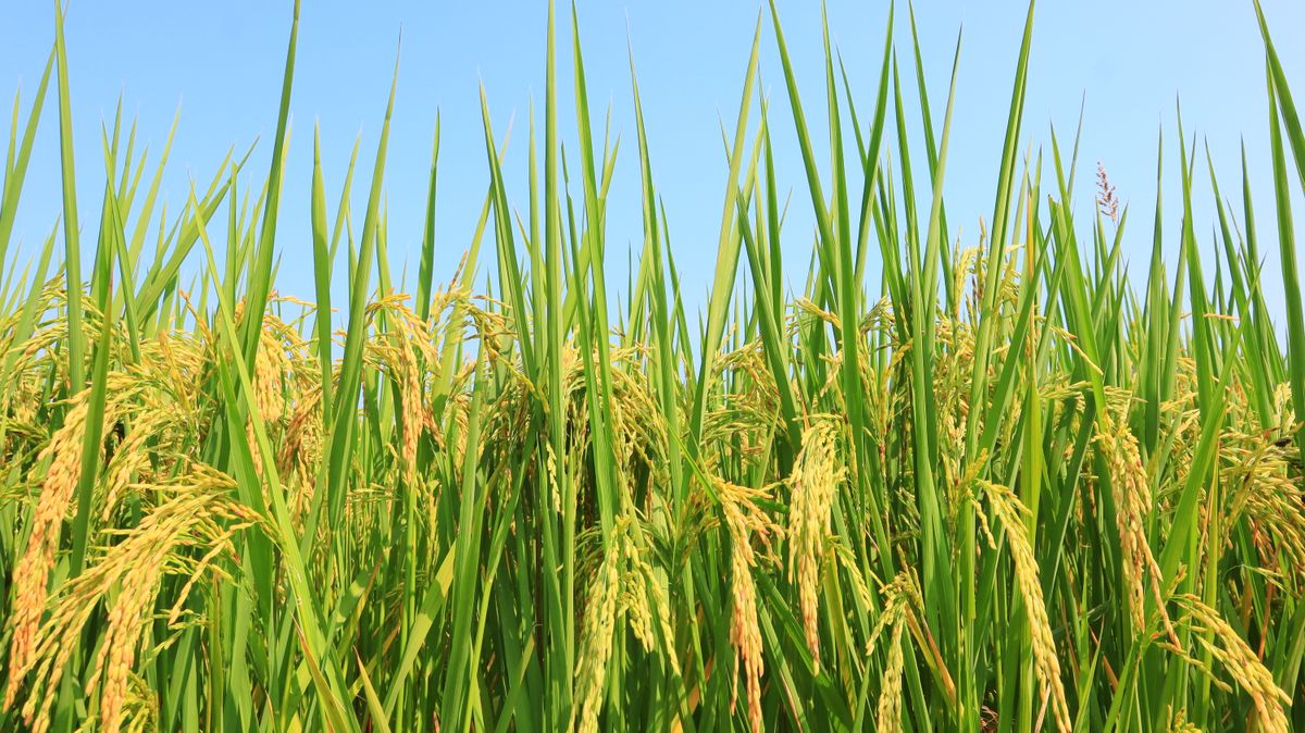 Ripe rice crop showing high-starch agricultural feedstock