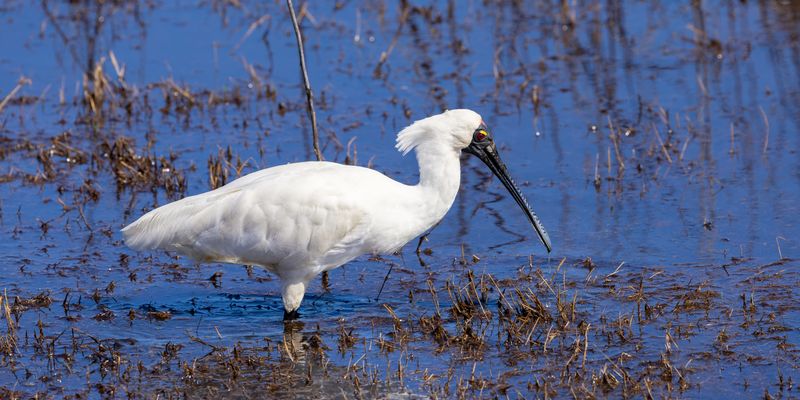 Jabiru