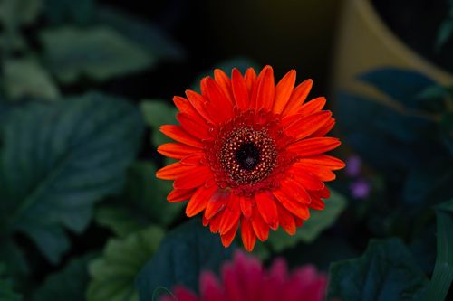 Free Close-up of a vibrant red Gerbera daisy with dew drops on petals against lush green leaves. Stock Photo