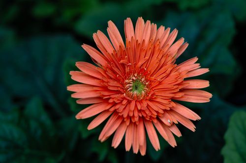 Free A vivid close-up of an orange Gerbera daisy in full bloom against lush green leaves. Stock Photo