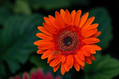 Free A stunning close-up of an orange Gerbera Daisy, showcasing its vibrant petals in full bloom. Stock Photo