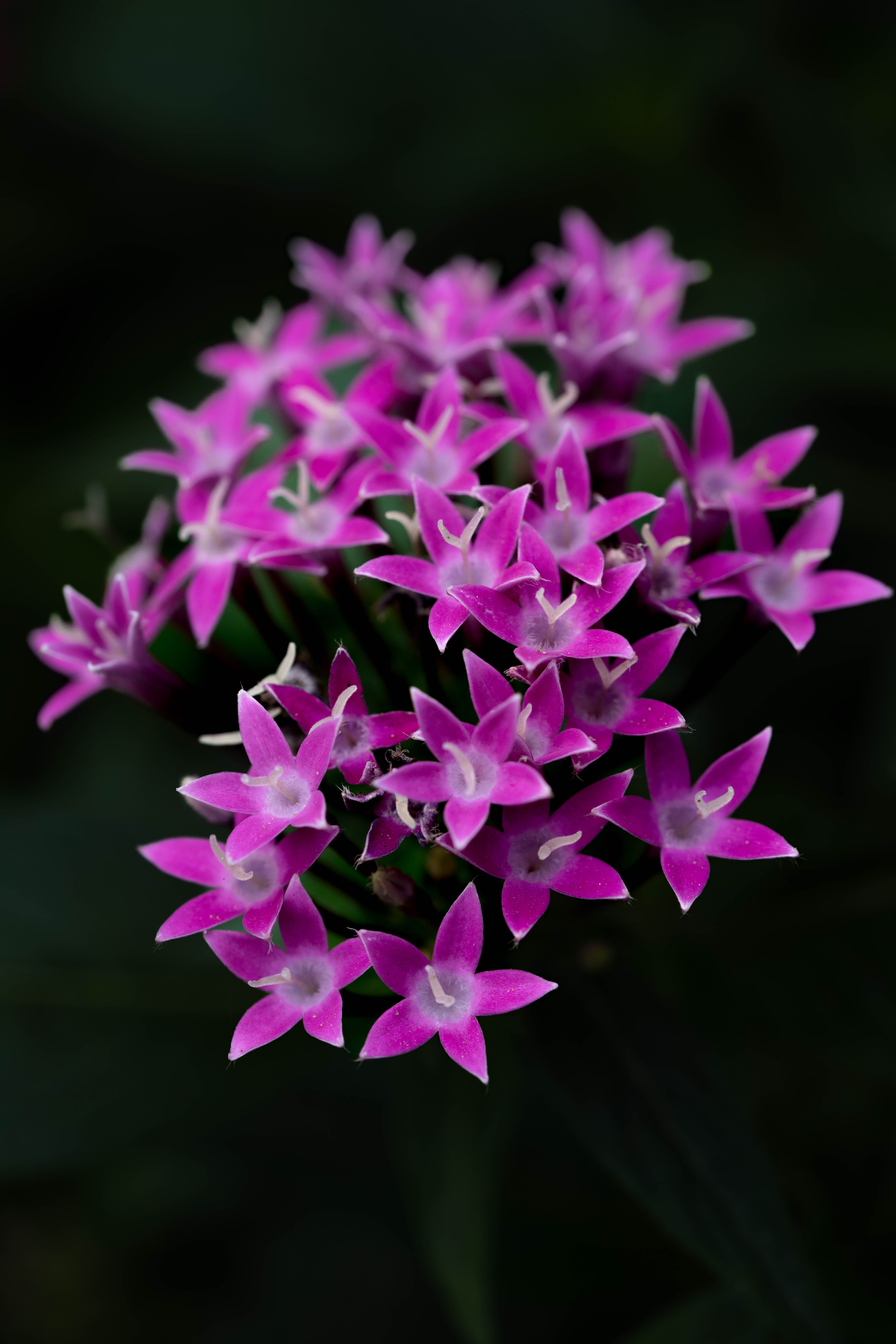 [ColoSach]-close-up-of-vibrant-pink-pentas-flowers-against-a-dark-background,-highlighting-their-vivid-colors.