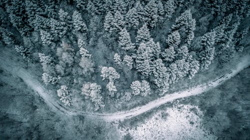 森林和白雪覆盖的道路的航拍