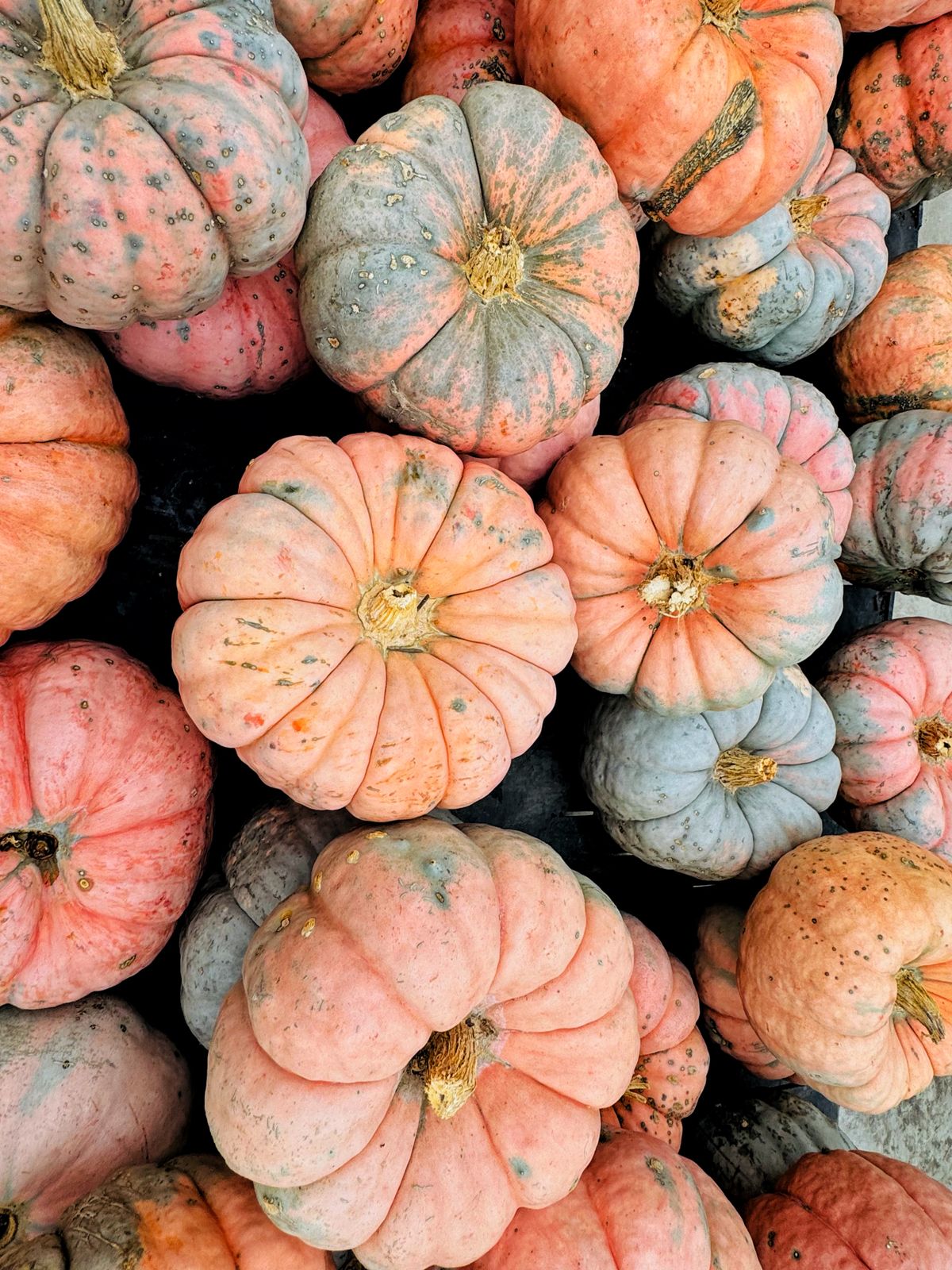 A vibrant collection of pumpkins showcasing autumn's harvest abundance, perfect for seasonal decor. Stock Photo.