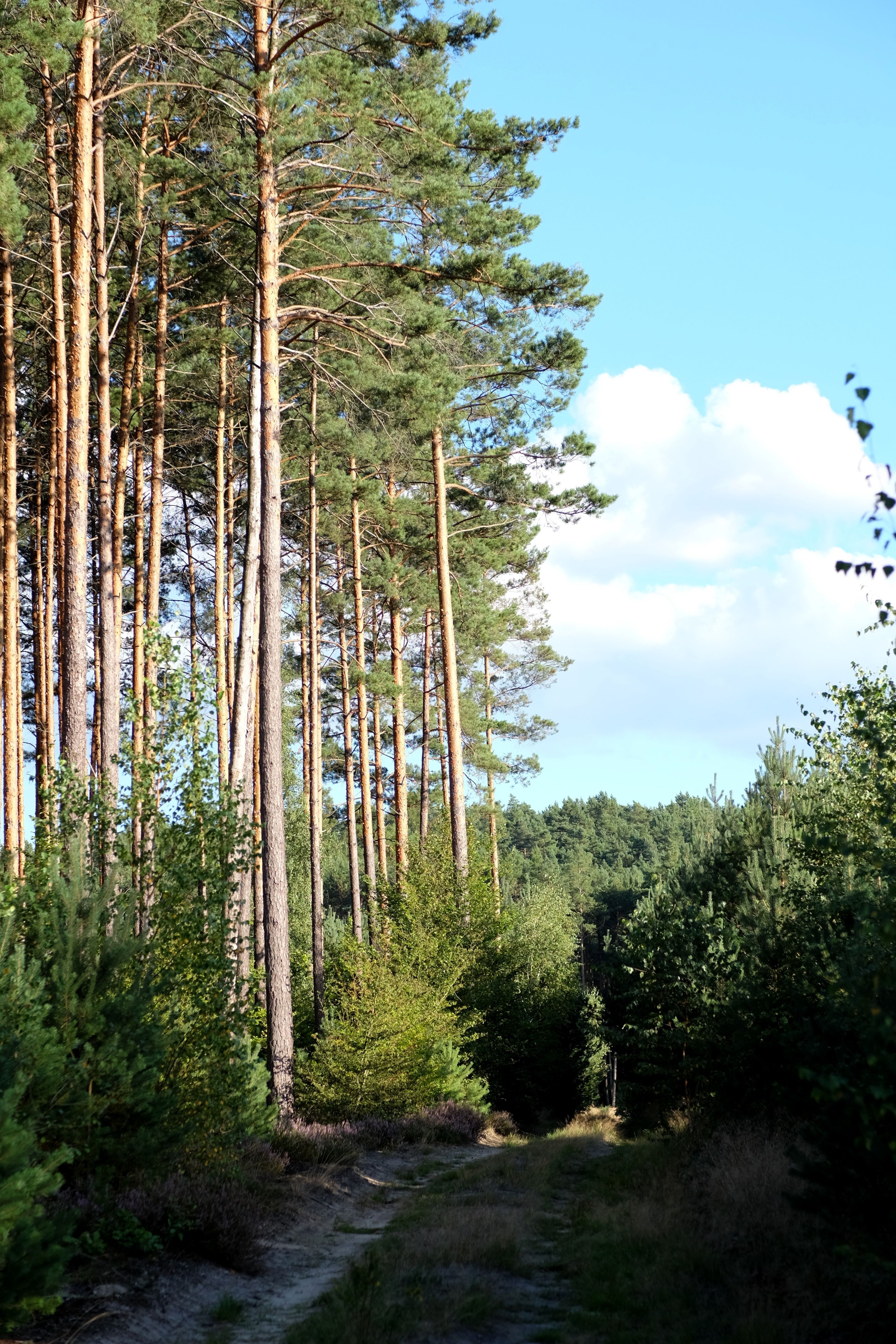 Serene Forest Path Through Tall Pine Trees · Free Stock Photo
