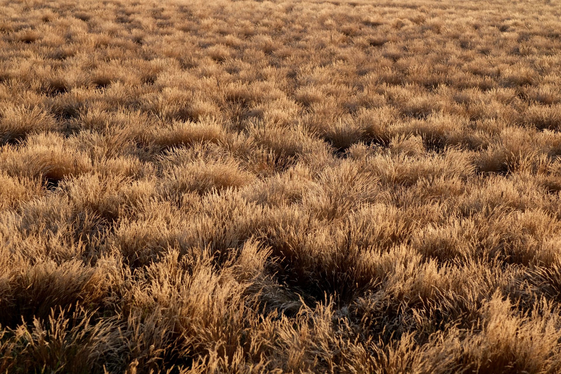Expansive field of golden grasses softly illuminated by the warm light of sunset, showcasing the beauty of nature.