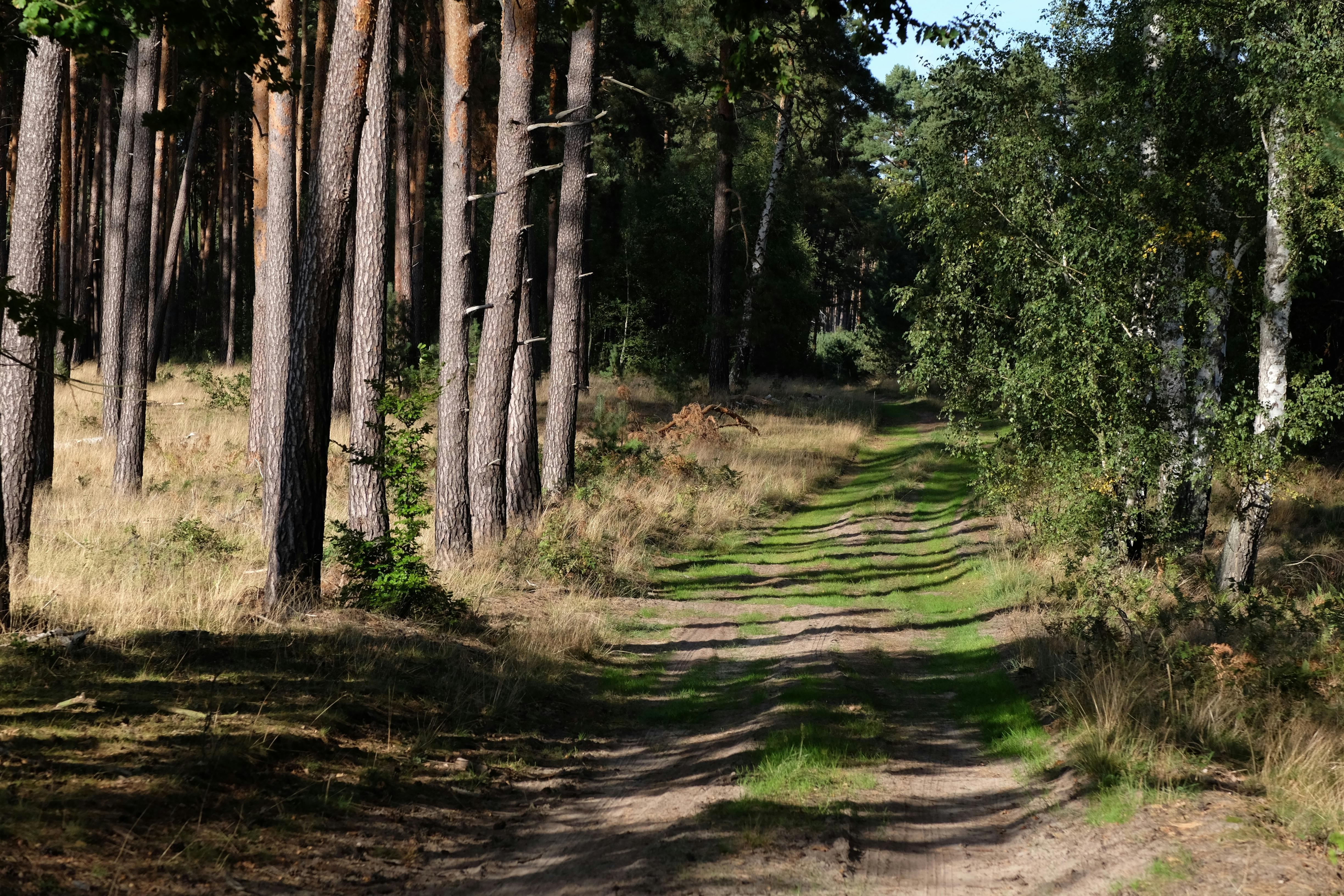 A tranquil forest path surrounded by tall pine trees and lush greenery in daylight.