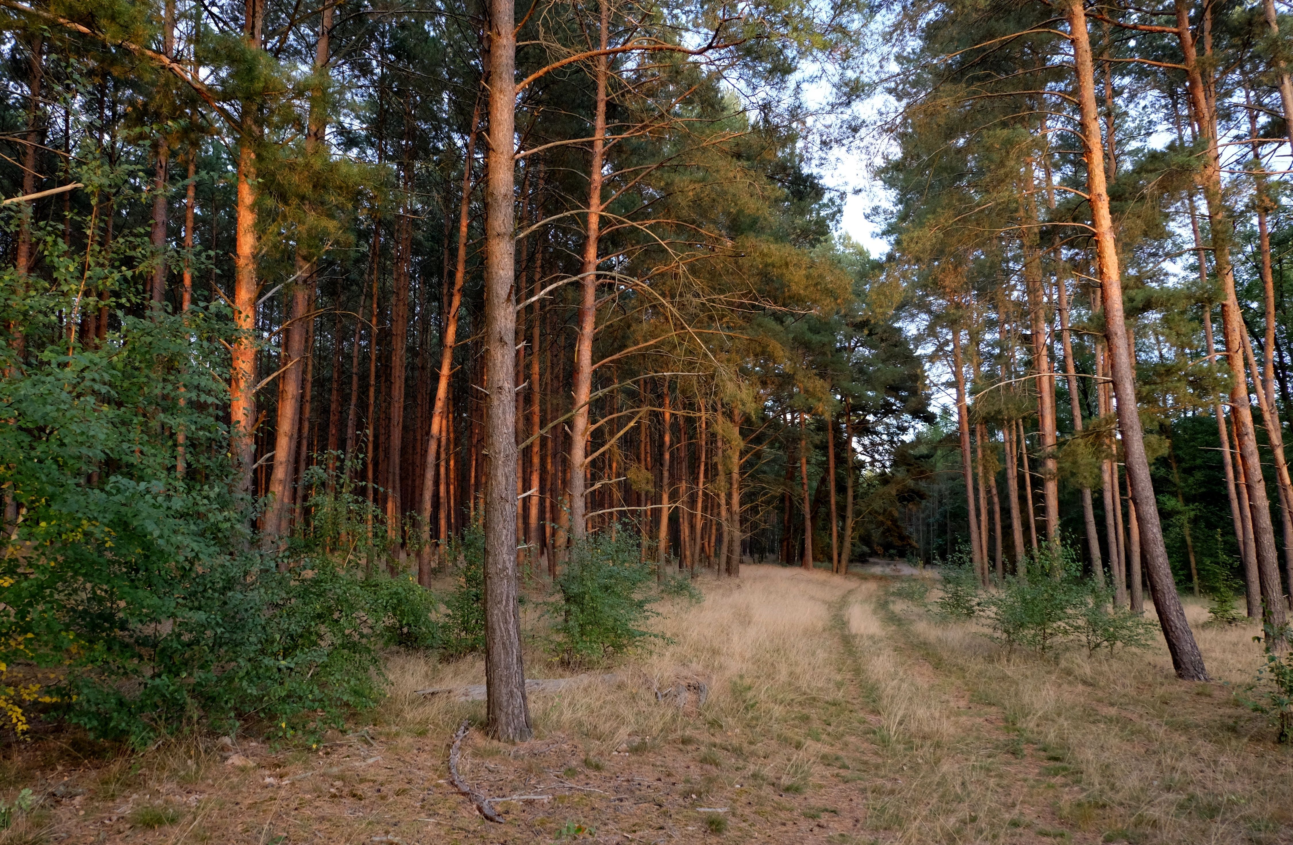 Serene Forest Landscape with Tall Pine Trees · Free Stock Photo