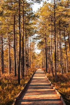 Free stock photo of 2025, 4k forest, 4k landscape