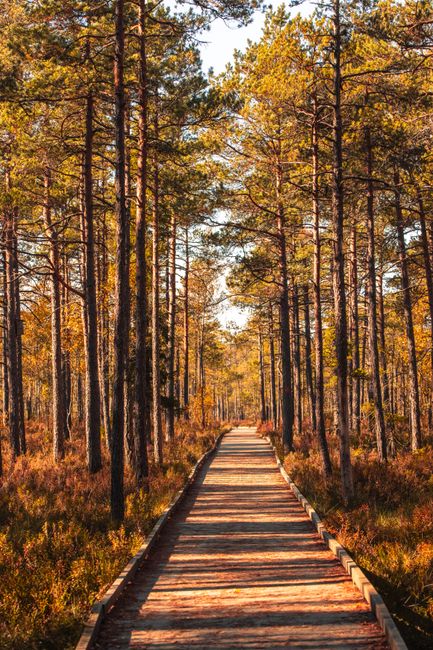 Explore the serene autumn beauty of a Nordic forest in Jönköping, Sweden.