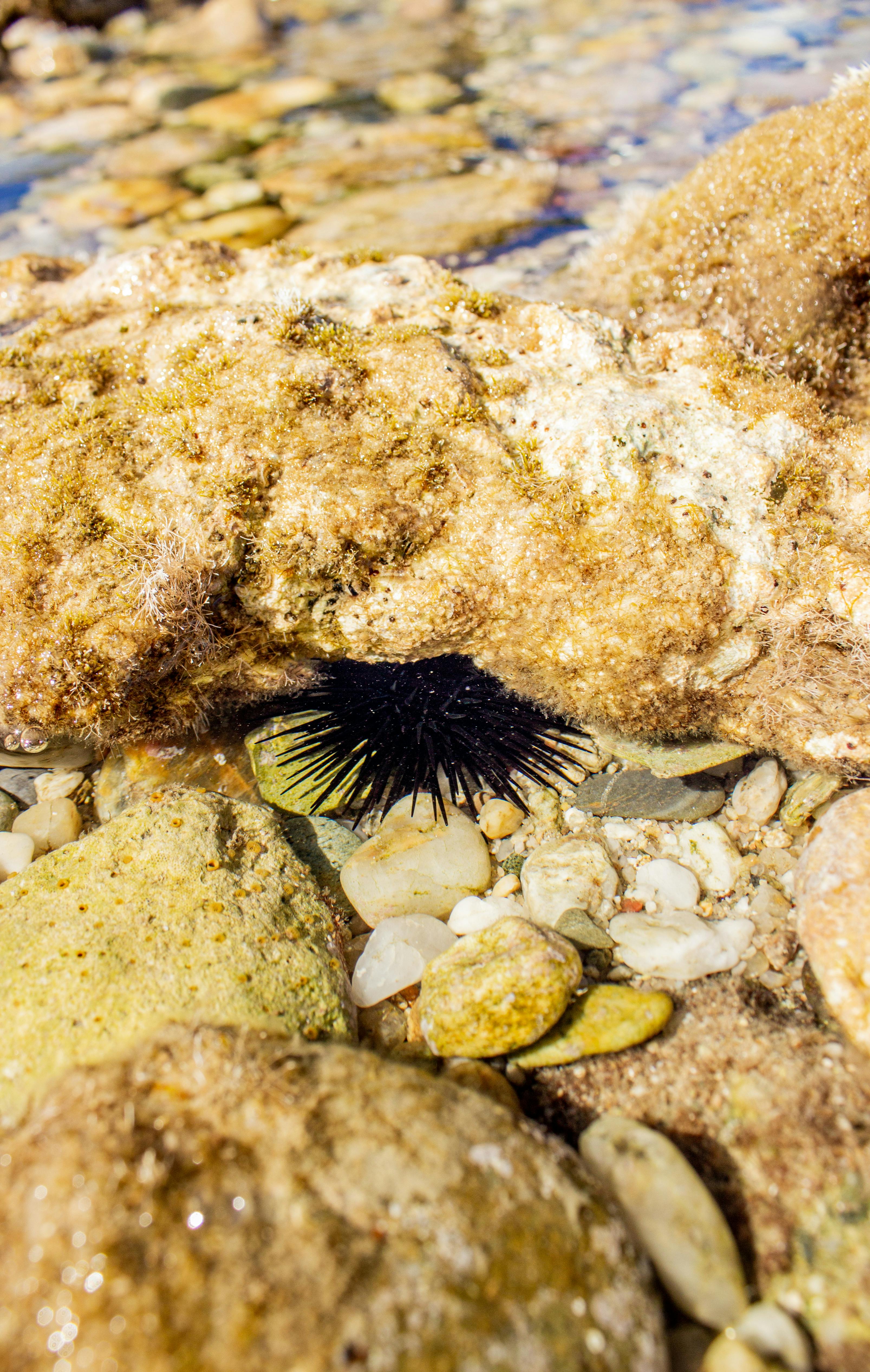 一只黑色的海胆依偎在阳光明媚的希腊海岸线上，岩石和鹅卵石之间