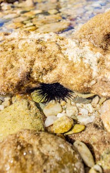 一只黑色的海胆依偎在阳光明媚的希腊海岸线上，岩石和鹅卵石之间