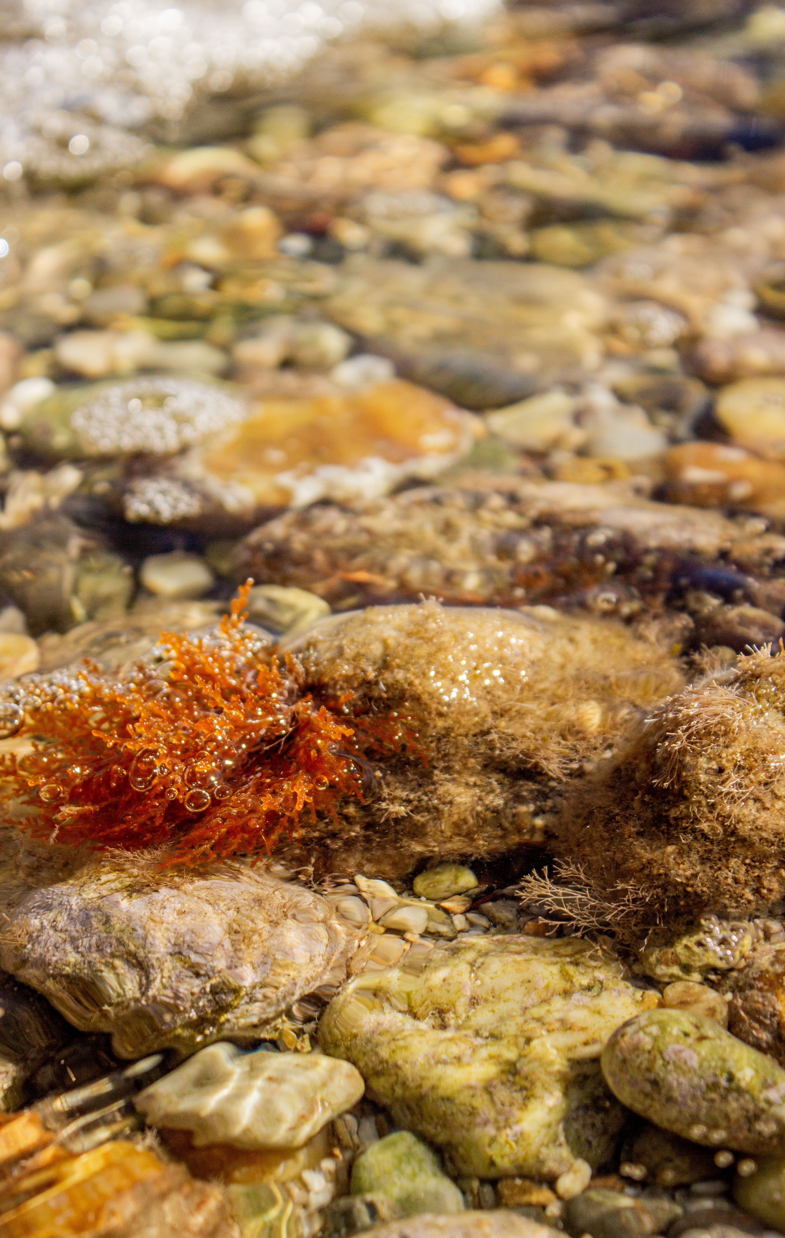 Close-up of Colorful Rocks and Seaweed in Clear Water · Free Stock Photo