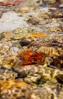 清澈的浅水中，活力四射的水下岩石和海藻，捕捉到了希腊的自然美景
