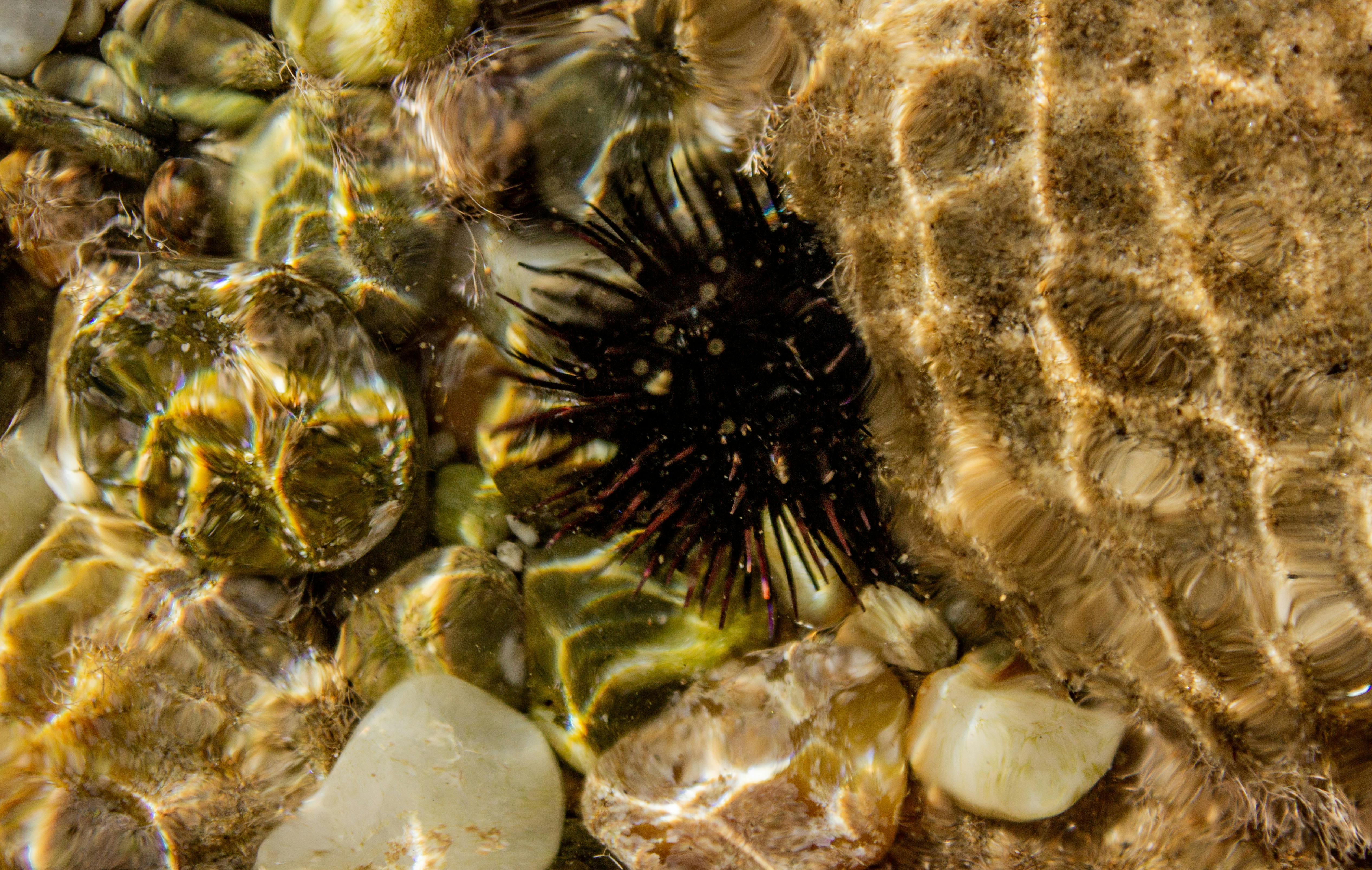 在希腊哈尼奥蒂的水下，彩色鹅卵石中，海胆的特写镜头被捕捉