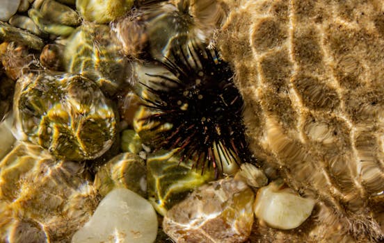 在希腊哈尼奥蒂的水下，彩色鹅卵石中，海胆的特写镜头被捕捉
