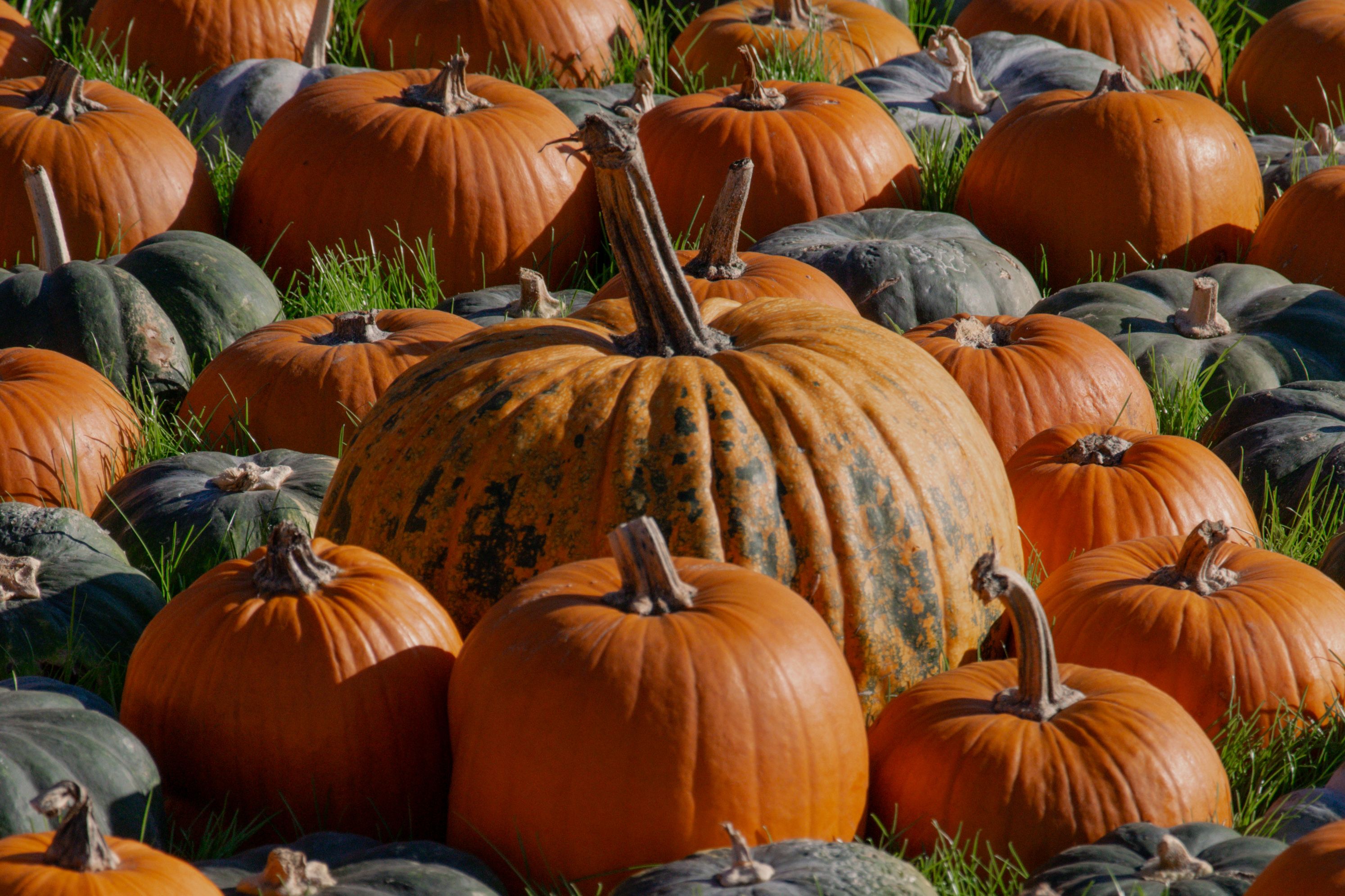Légumes d'automne : courges, potimarrons et citrouilles