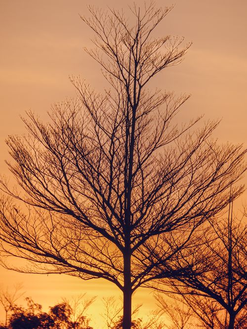 Free Stunning silhouette of a bare tree against a vibrant sunset sky. Stock Photo