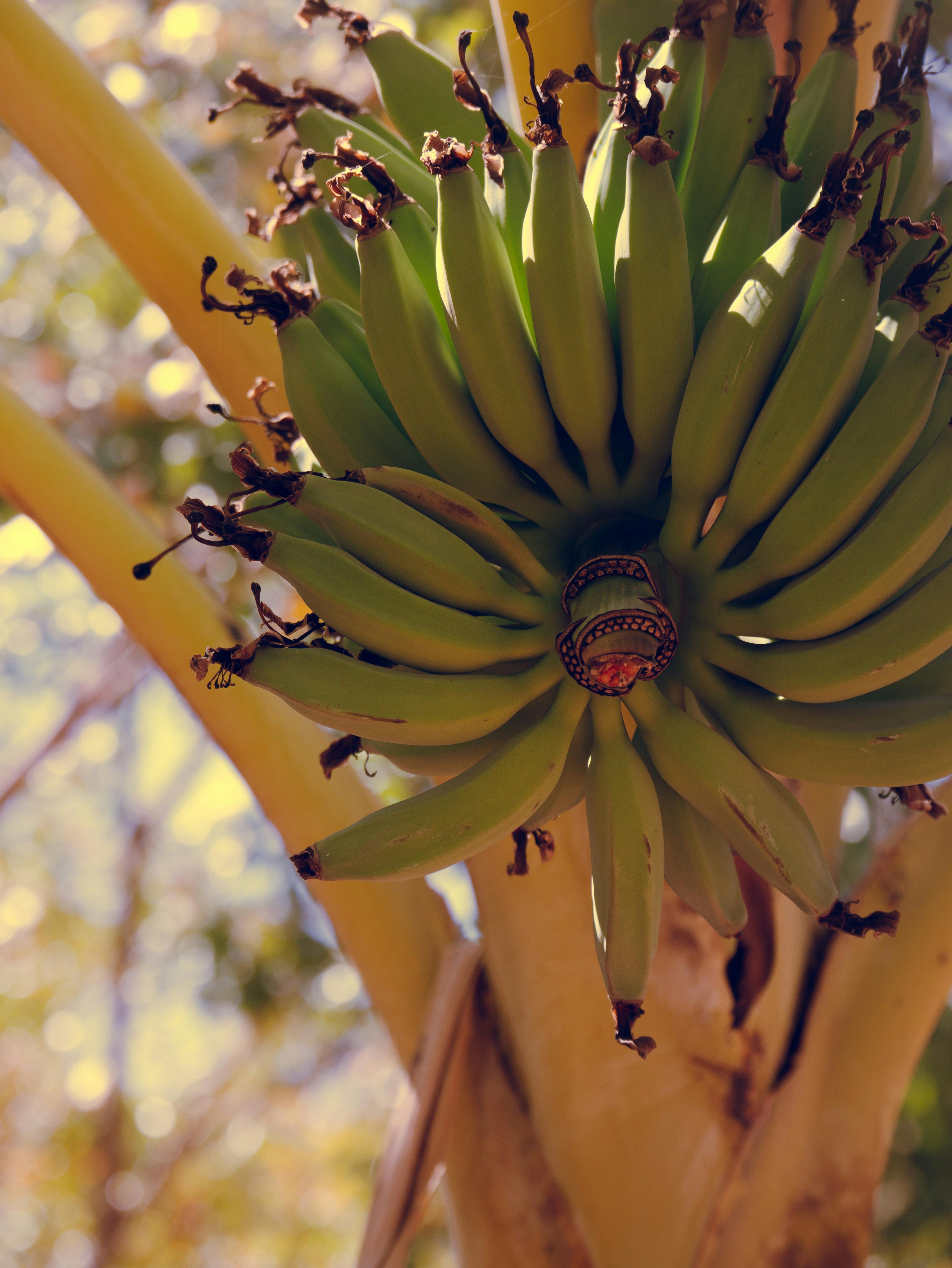 A vibrant cluster of unripe green bananas growing on a tree, basking in sunlight.