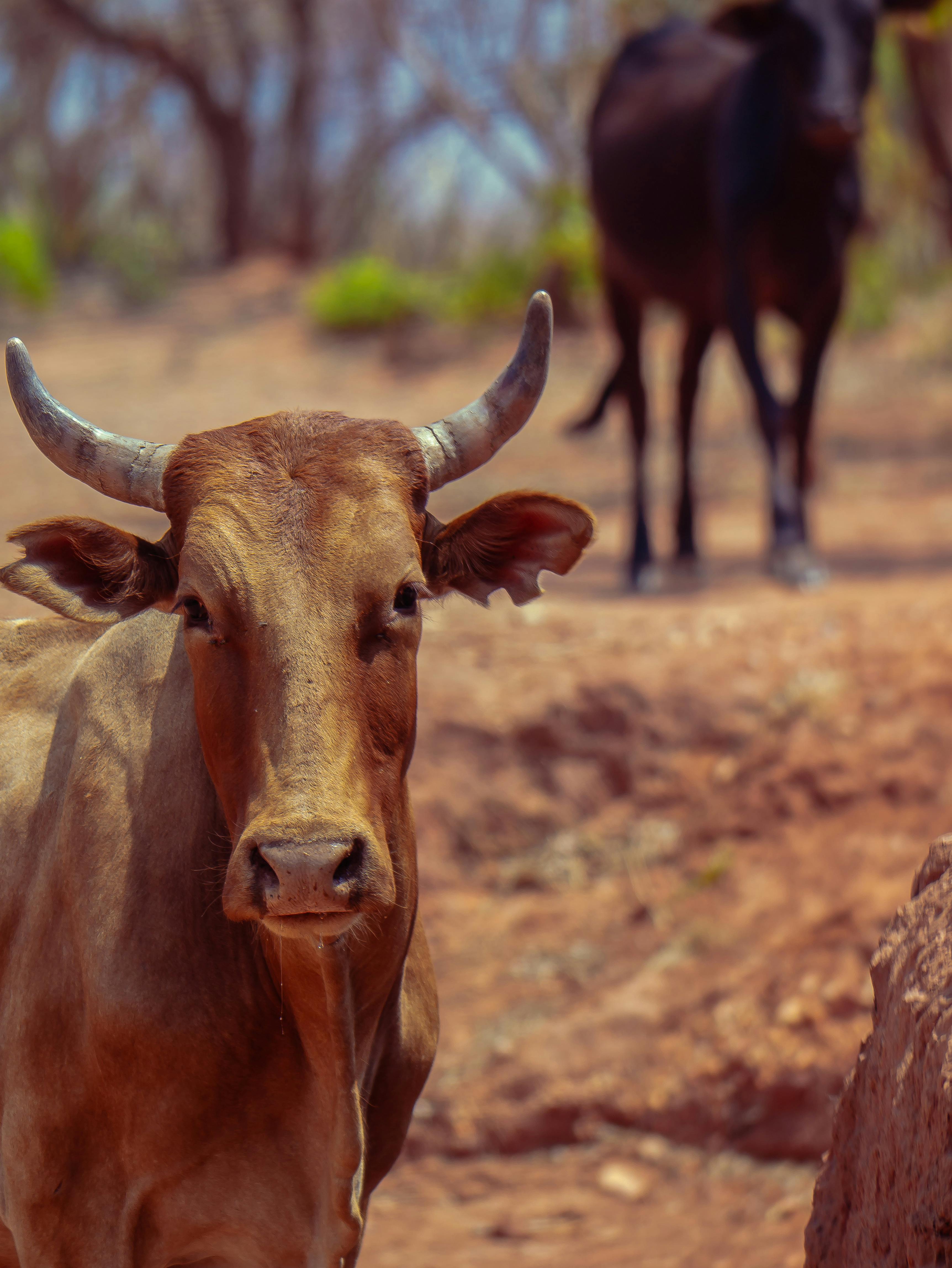 Gratuit Photos gratuites de agriculture, animal, animal à cornes Photos