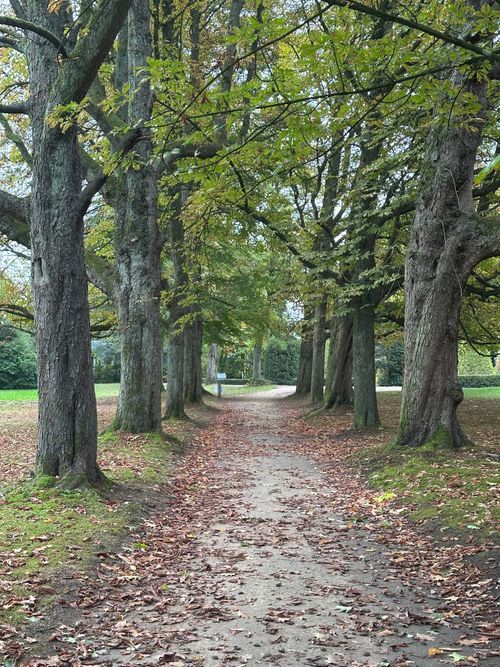 Free A tranquil autumn forest pathway lined with tall trees and fallen leaves. Stock Photo