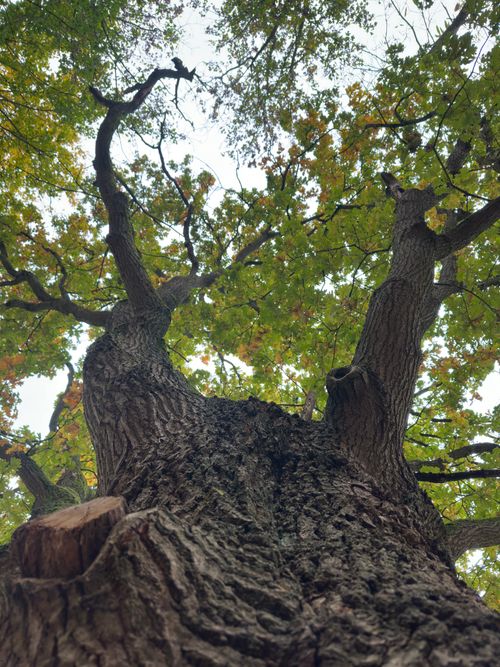 Free Stunning low-angle shot of an oak tree's branches and foliage in autumn. Stock Photo