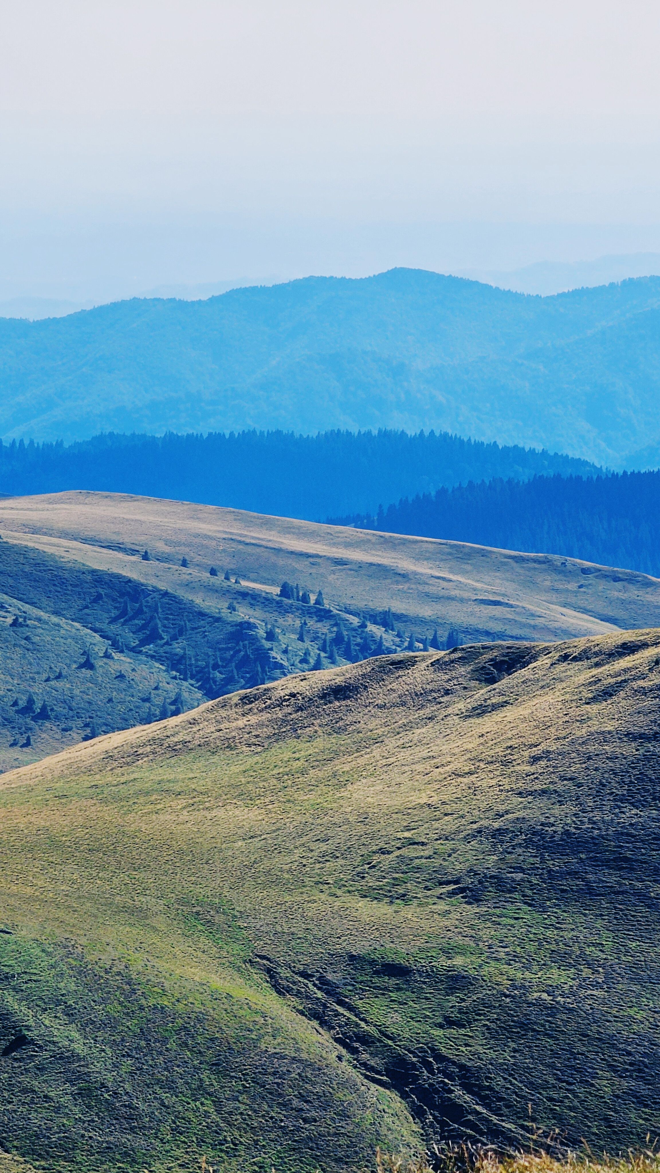 Fotomural Explore la serena belleza de los montes Cárpatos con colinas onduladas y exuberante vegetación en Sinaia, Rumania.