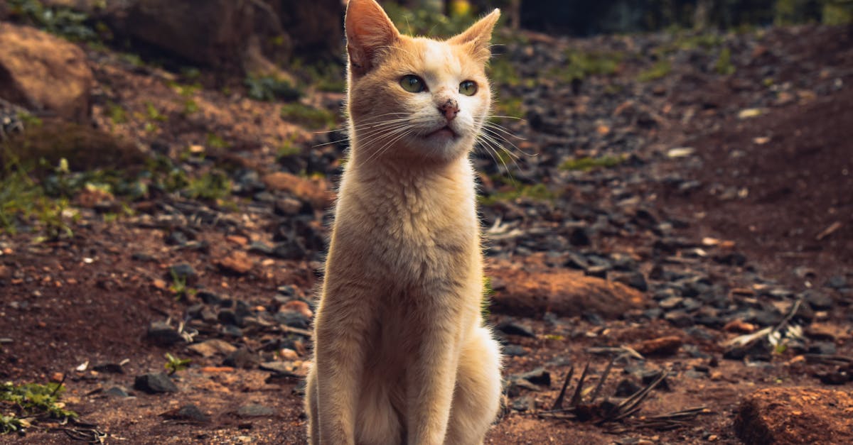 生活:上午7時52分北部有感地震,民眾迅速報告無災情