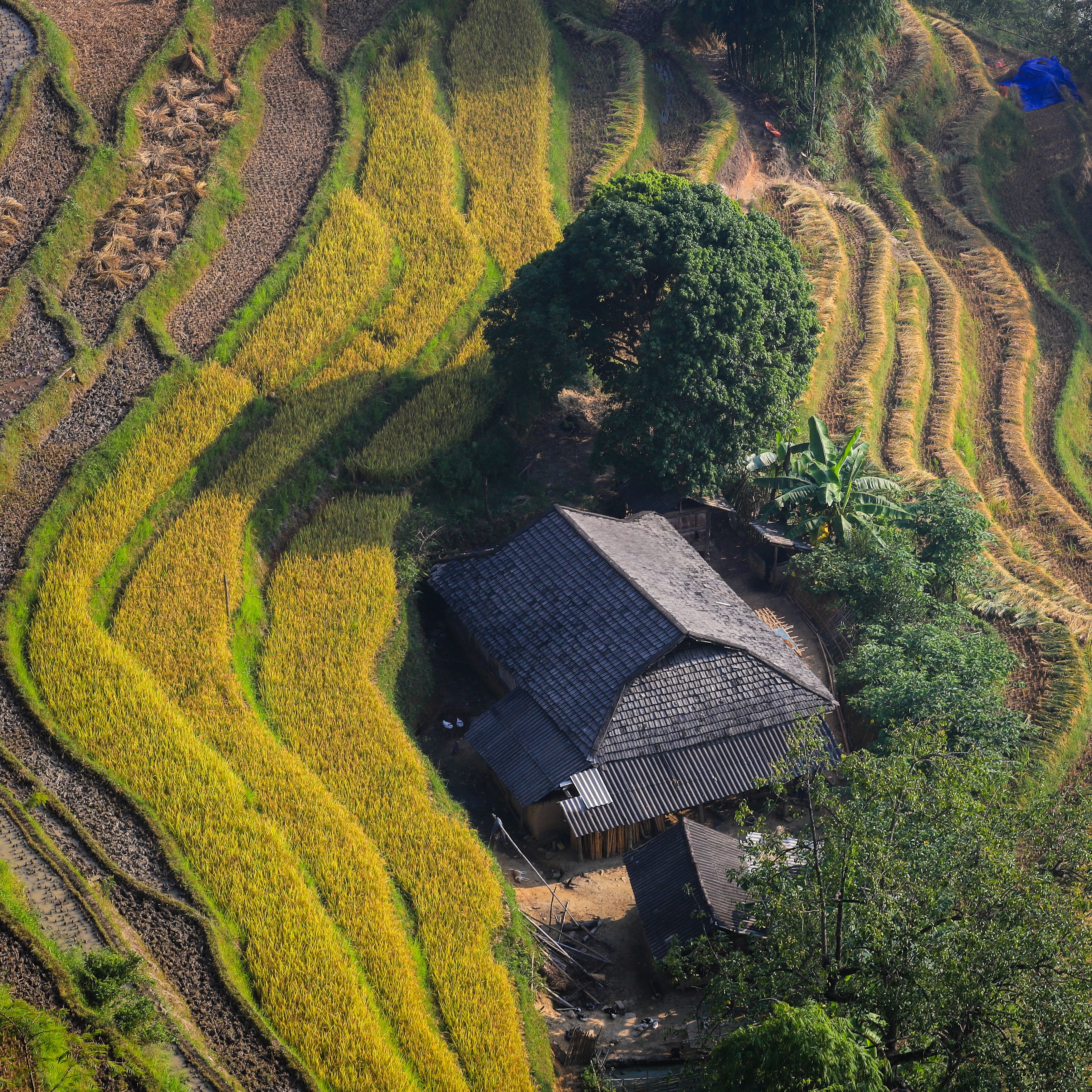 The Global Accord on Land and Labour Sustainability WP-2026-03 The State of the Mind