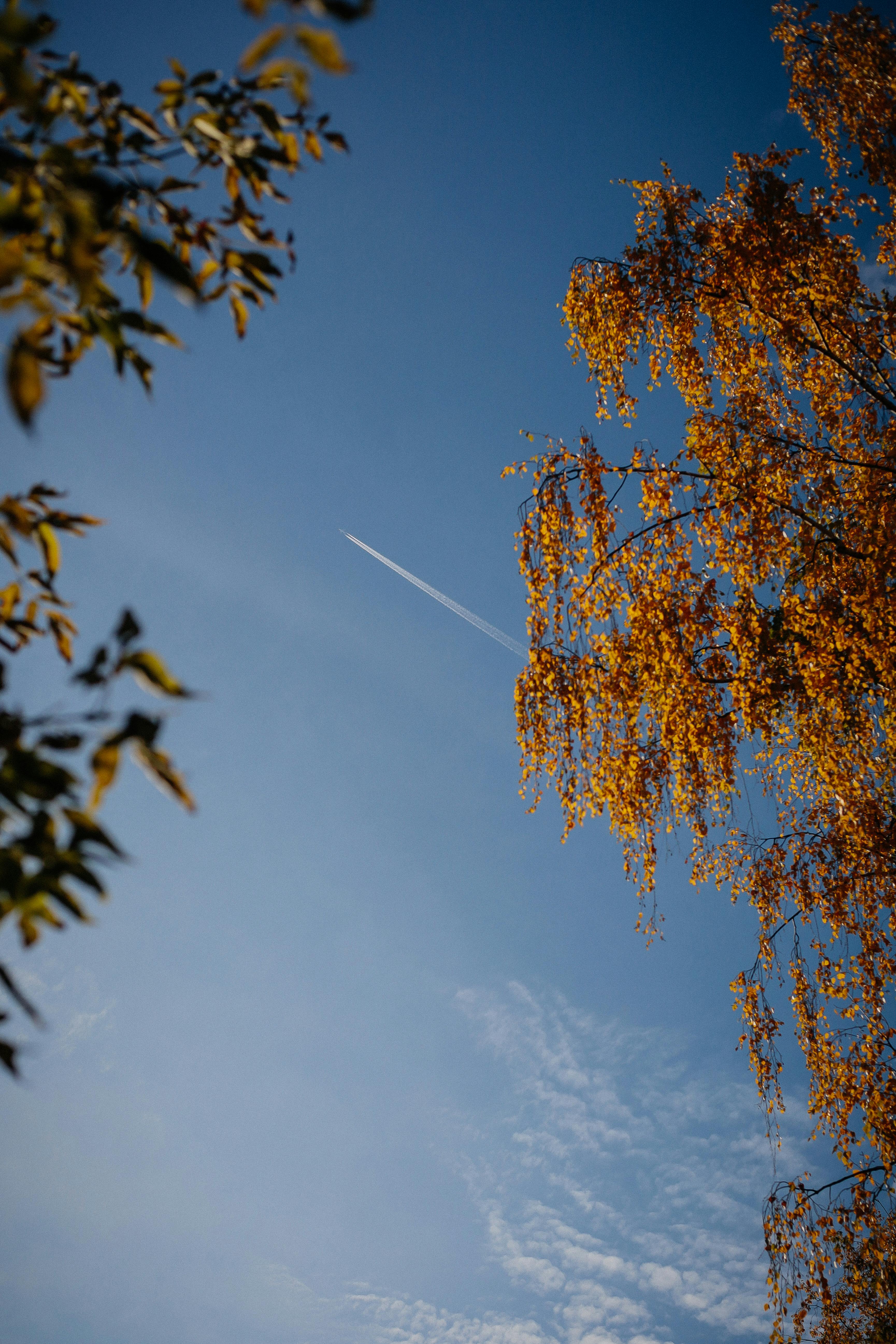 金色的秋叶映衬着清澈的蓝天，轨迹可见