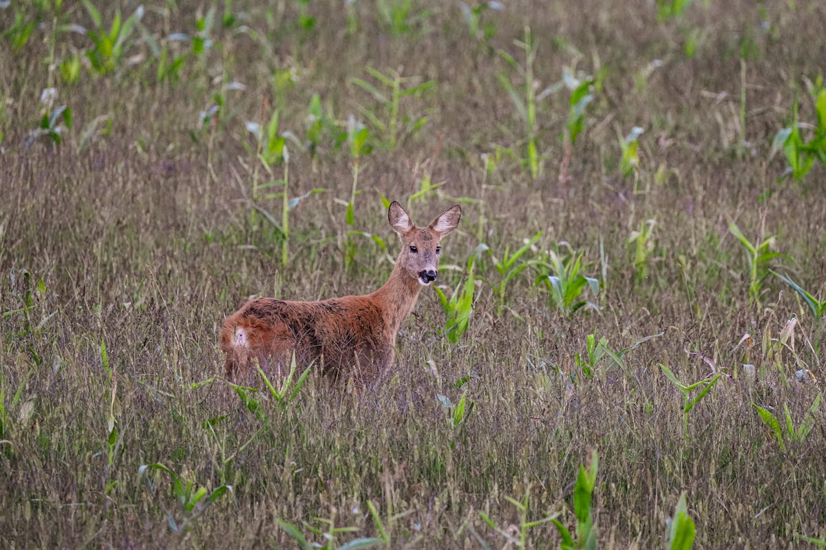 Free+Download+ Photos, Download The BEST Free Free+Download+ Stock ...