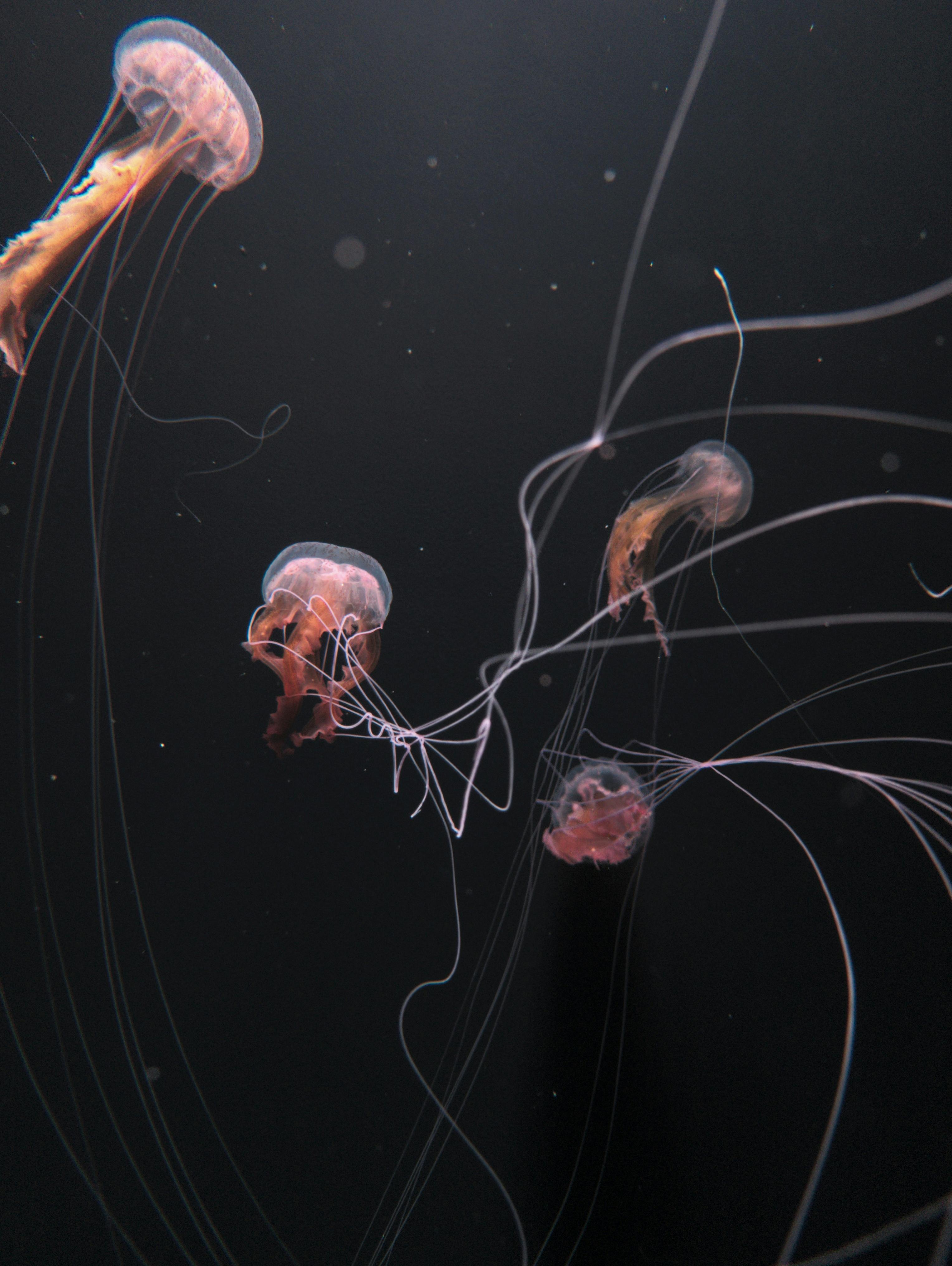 水母在黑暗的水中优雅漂流，展现出空灵的美丽和优雅