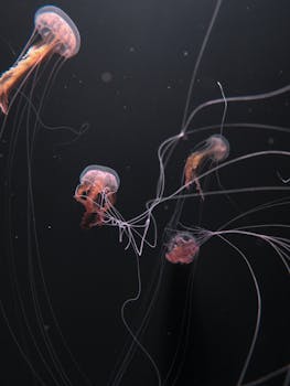 水母在黑暗的水中优雅漂流，展现出空灵的美丽和优雅