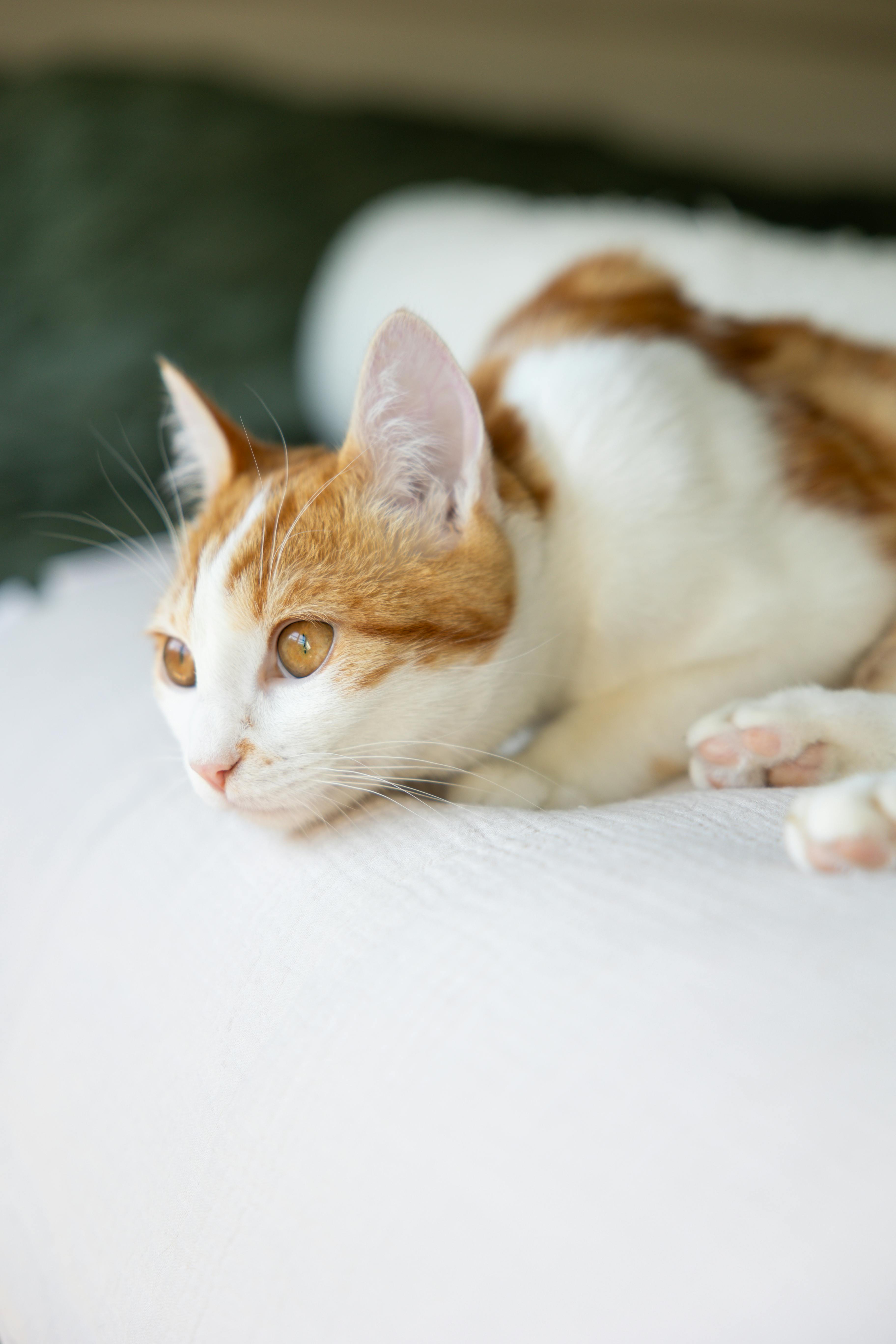 Close-up of Ginger Cat Lying on Floor · Free Stock Photo