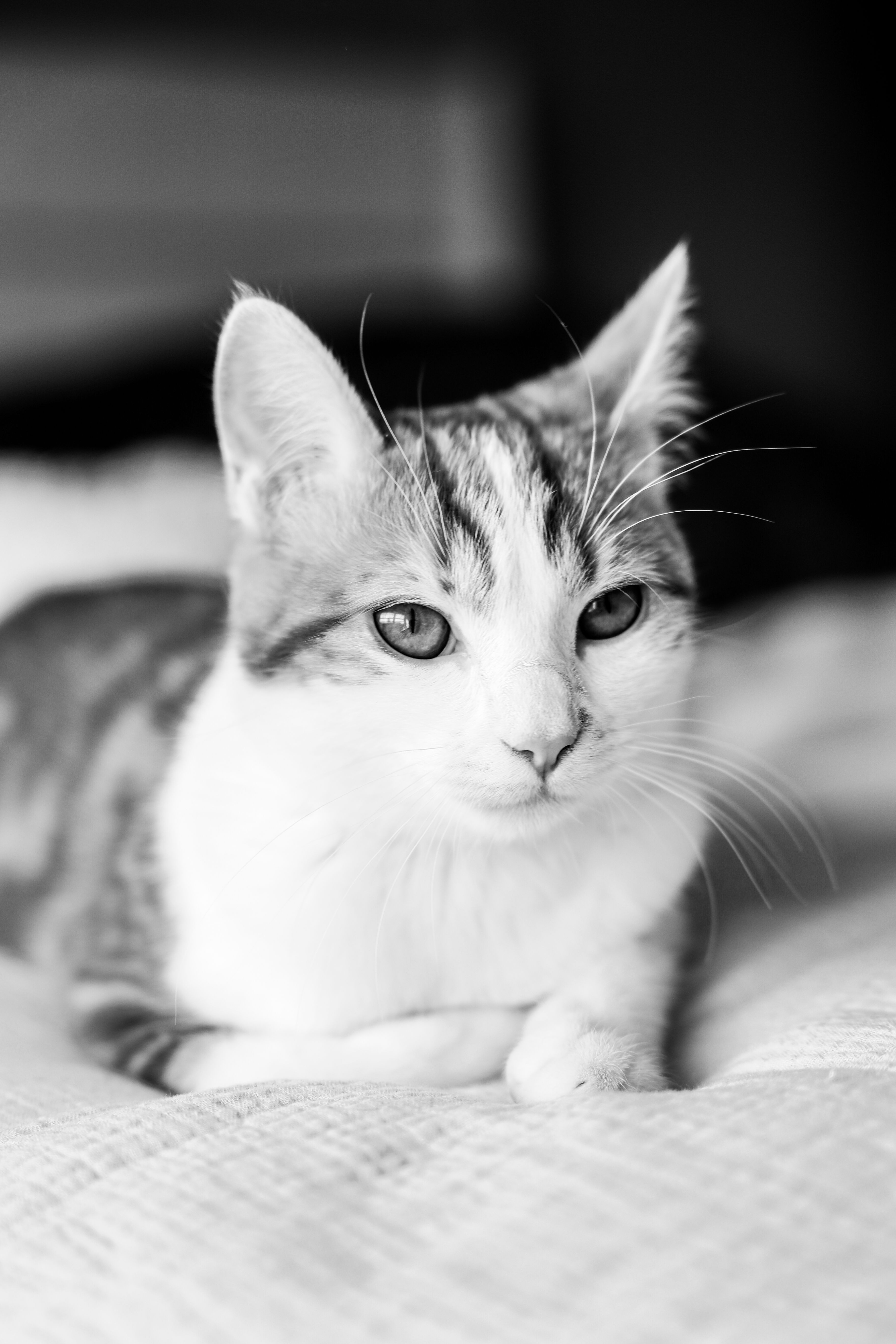 Black and White Portrait of a Relaxing Cat · Free Stock Photo