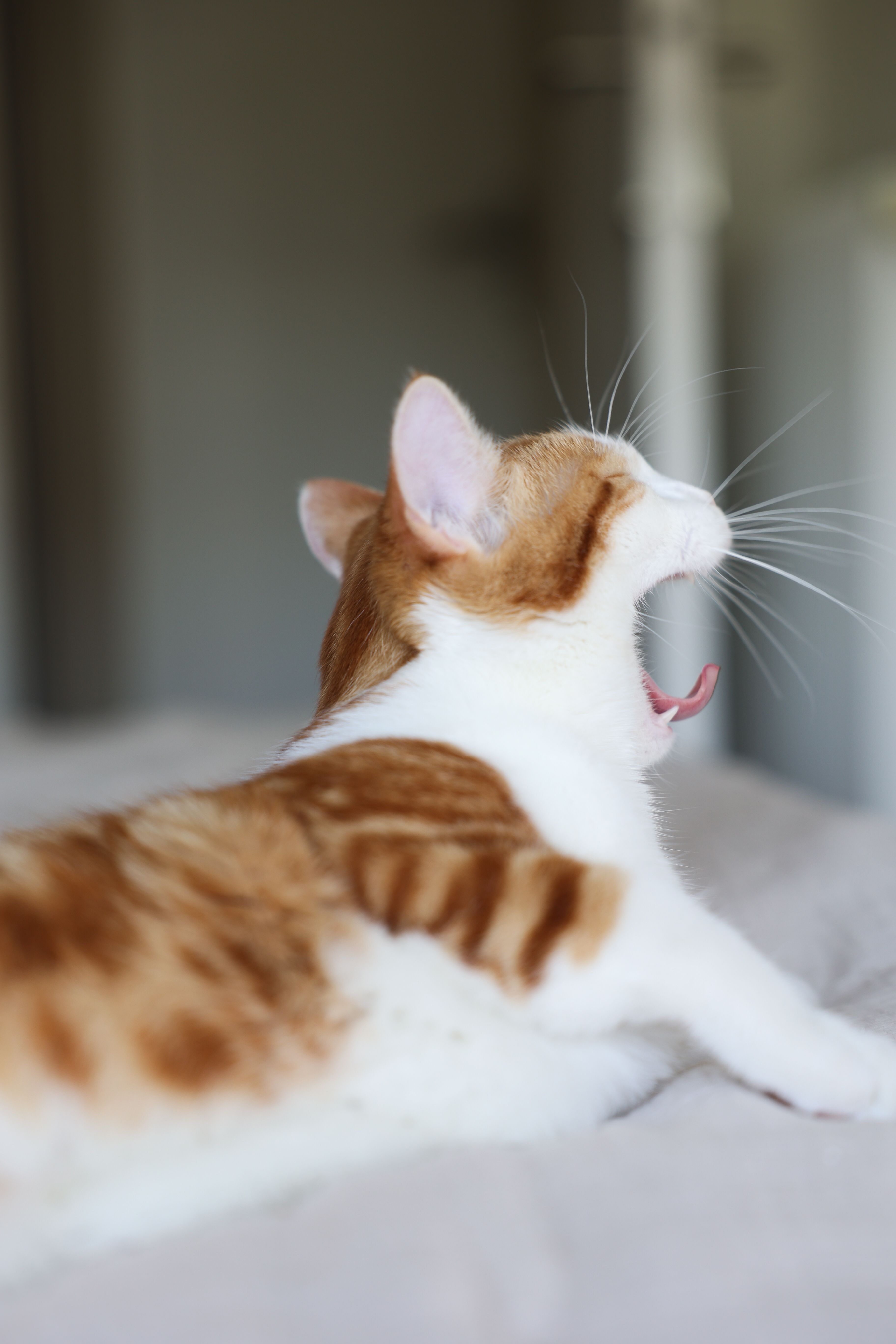 Ginger Cat Yawning on a Cozy Bed · Free Stock Photo