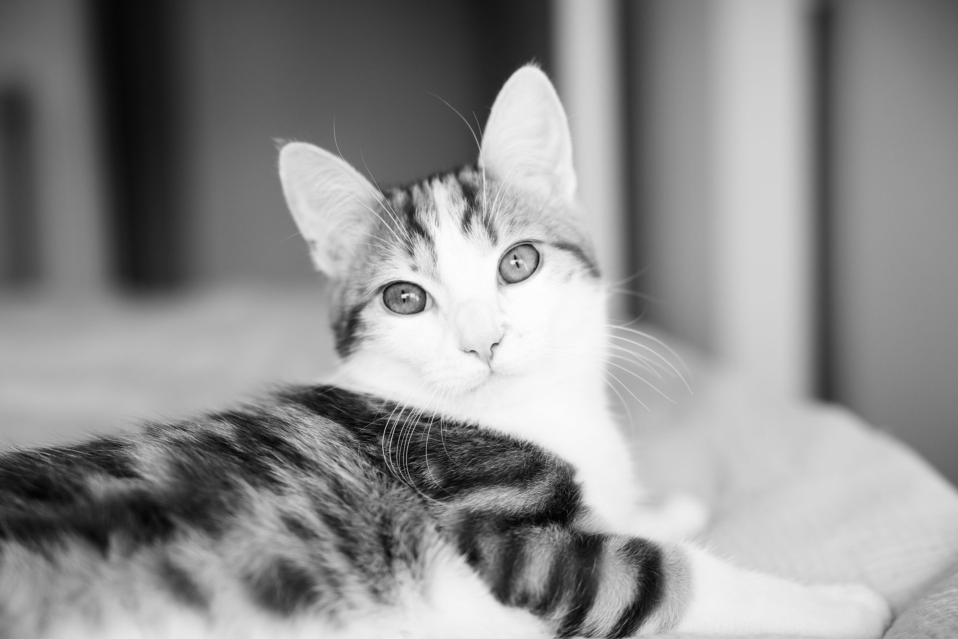 Close-up of a black and white kitten with captivating eyes indoors, displaying a relaxed pose.