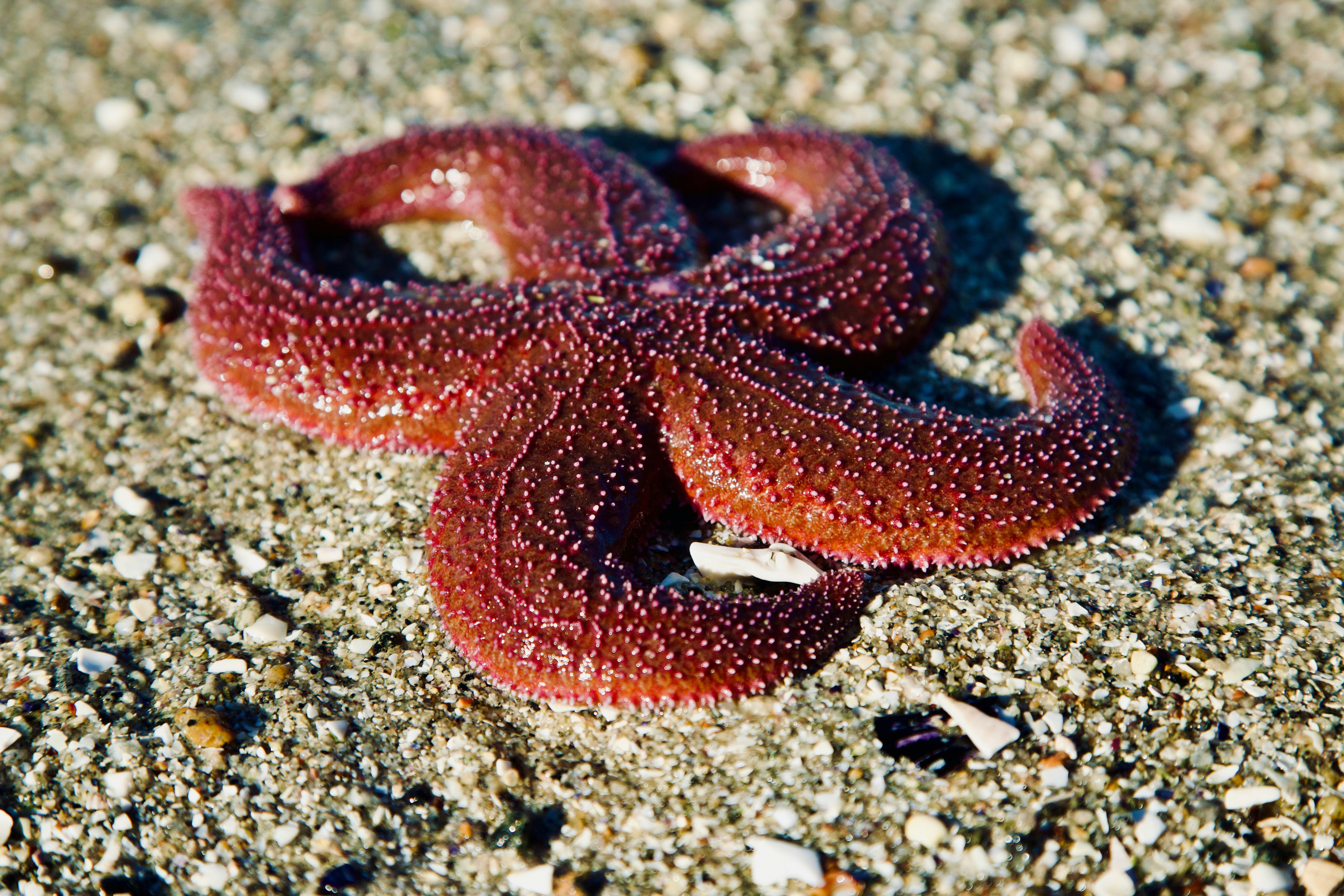 一只鲜艳的红色海星在挪威诺德兰的沙滩上休息