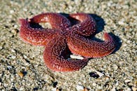 一只鲜艳的红色海星在挪威诺德兰的沙滩上休息