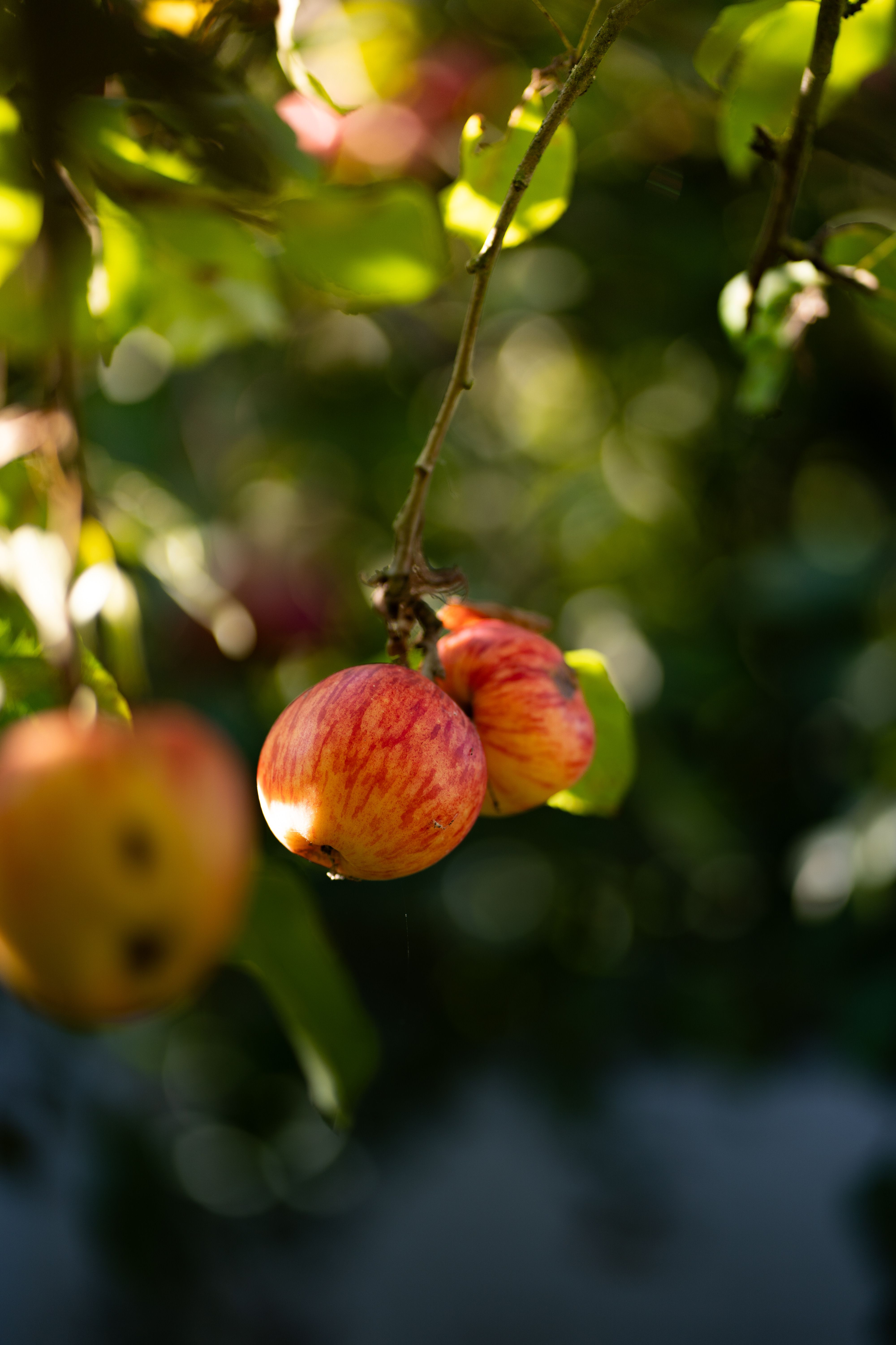 Close-up of ripe apples hanging from a tree branch with sunlight filtering through the leaves.
