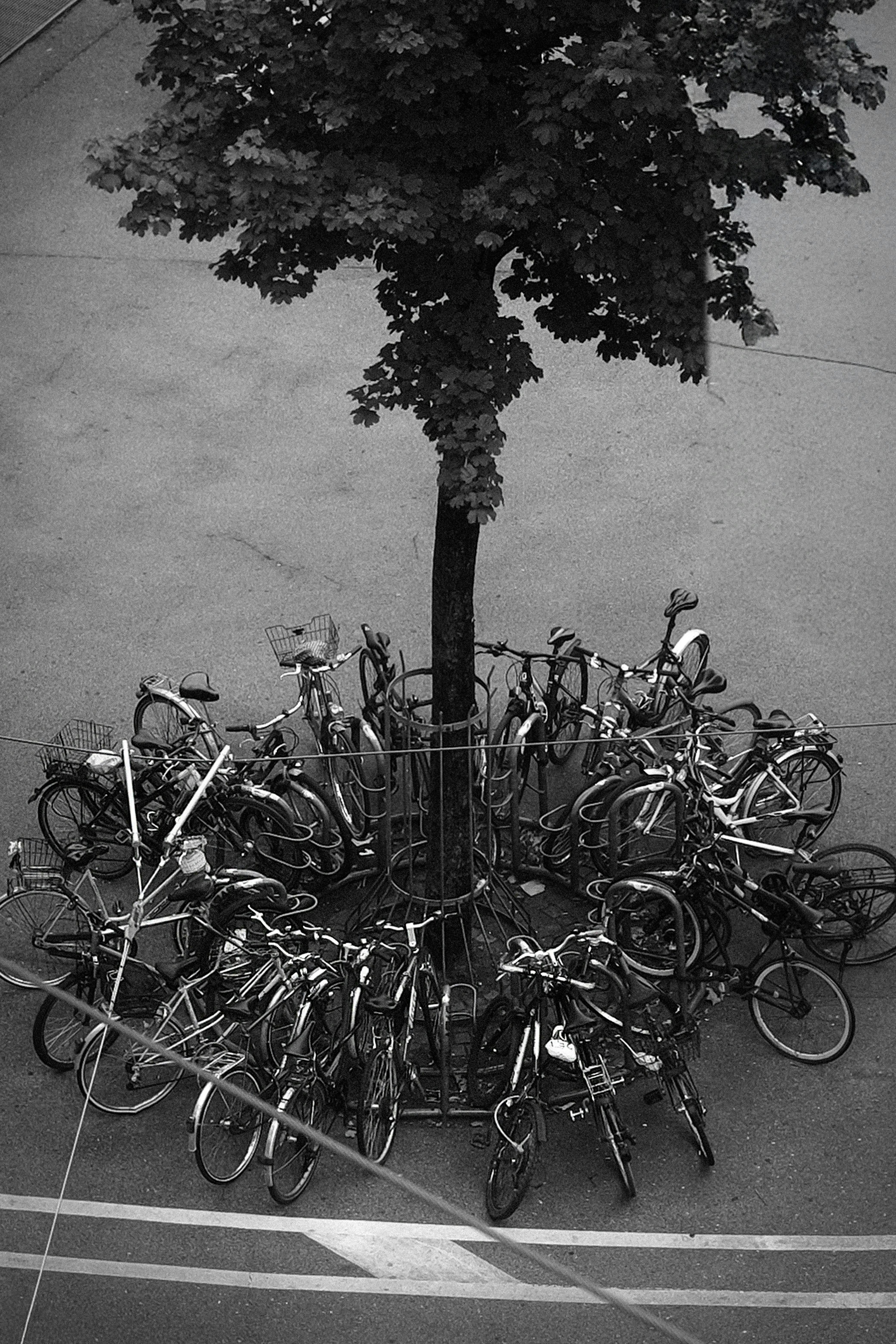 бесплатная Черно-белая фотография множества велосипедов, припаркованных вокруг дерева в городе. Стоковое фото