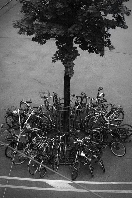 Black and white photo of numerous bicycles parked around a tree in a city.