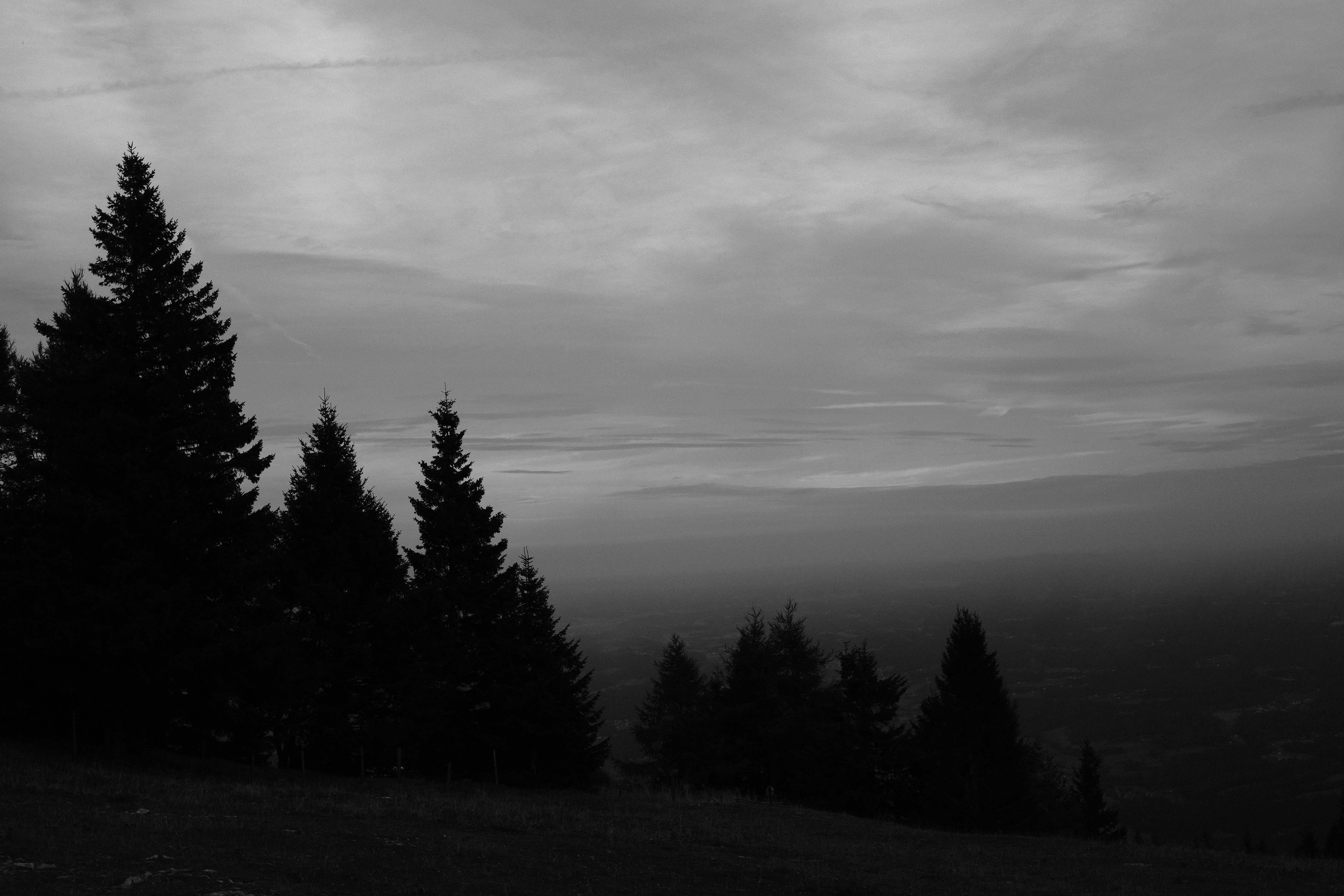 Serene Black and White Forest Landscape · Free Stock Photo