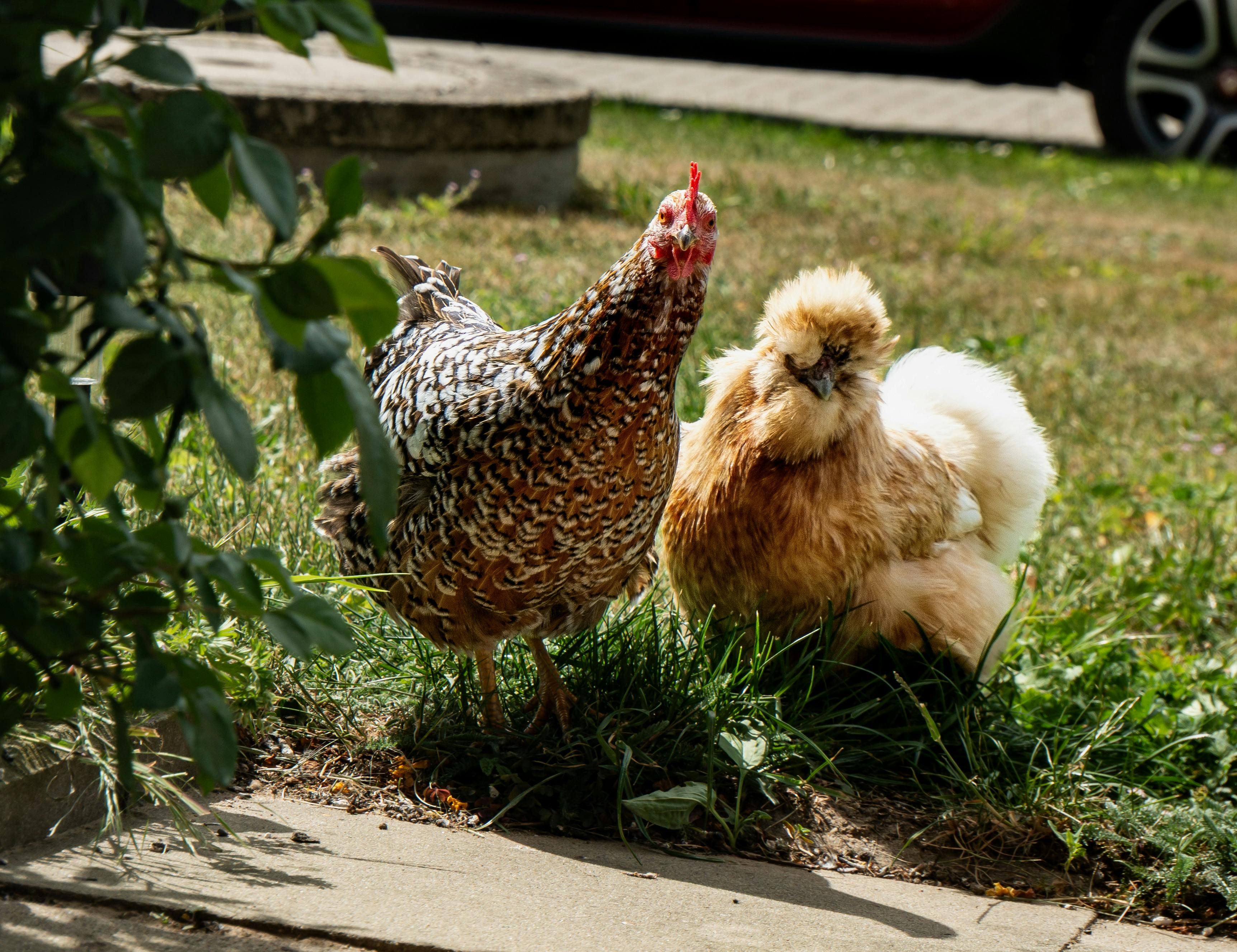 Backyard Chickens