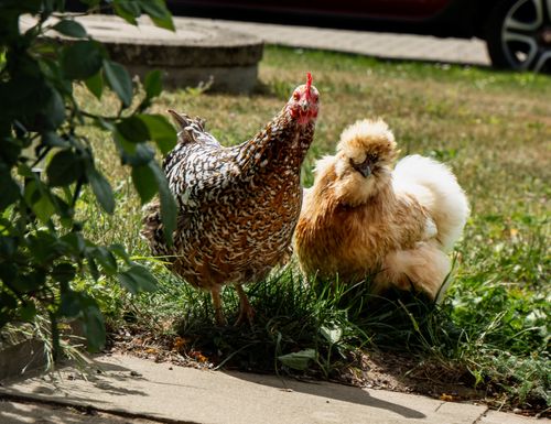 Free Two chickens, including a Silkie, stand on grass in a sunny garden. Vibrant outdoor scene. Stock Photo